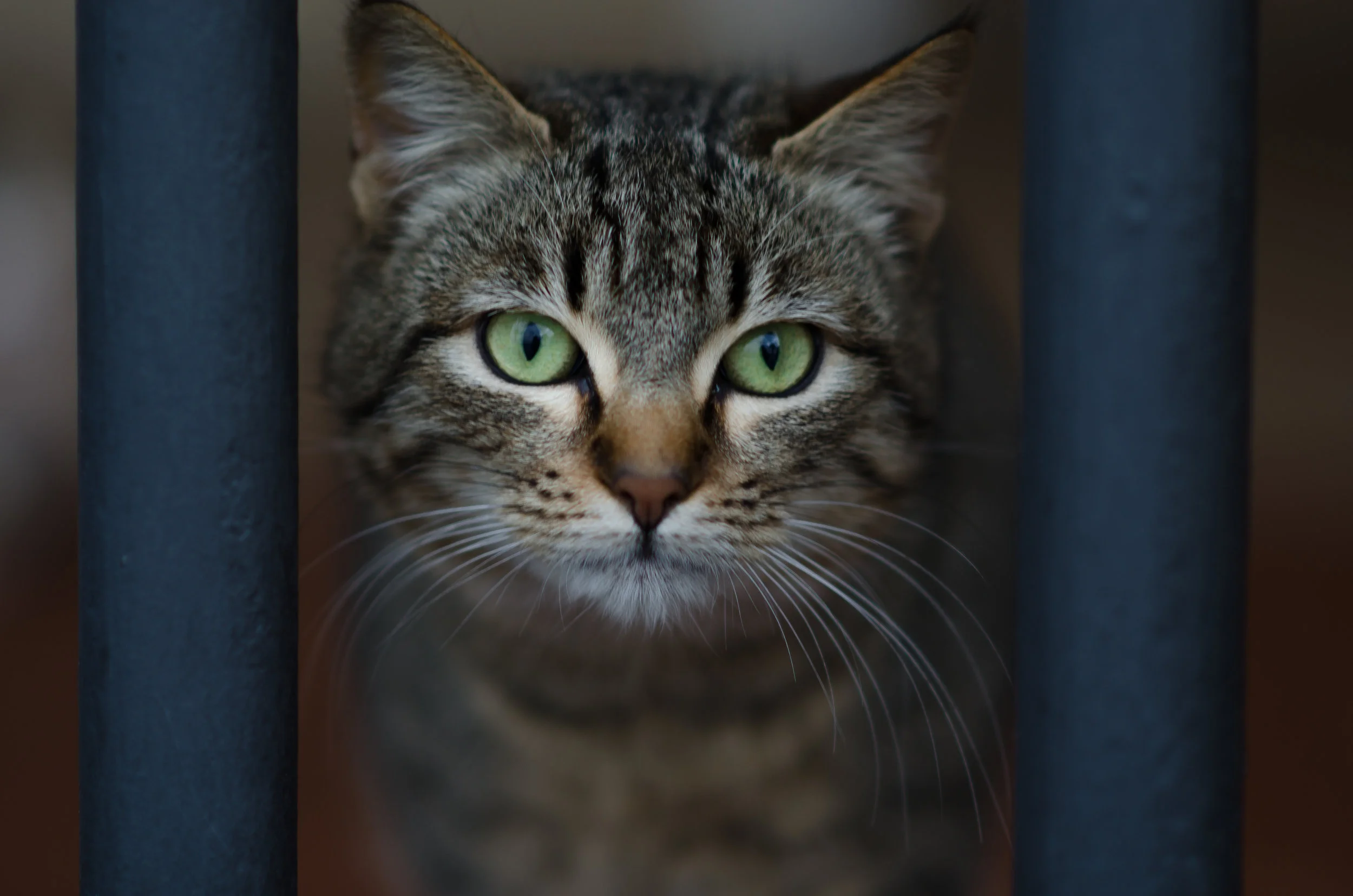 kitty.jpg