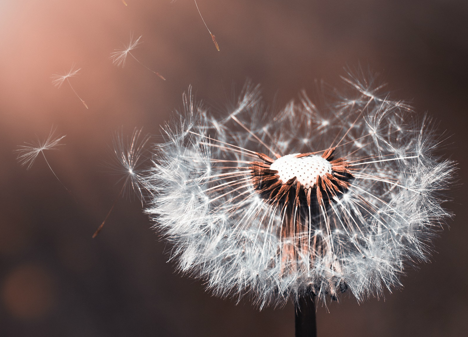 Make a wish. 