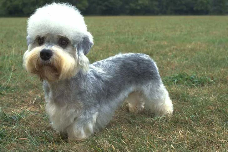 Behold, the noble Dandie Dinmont Terrier