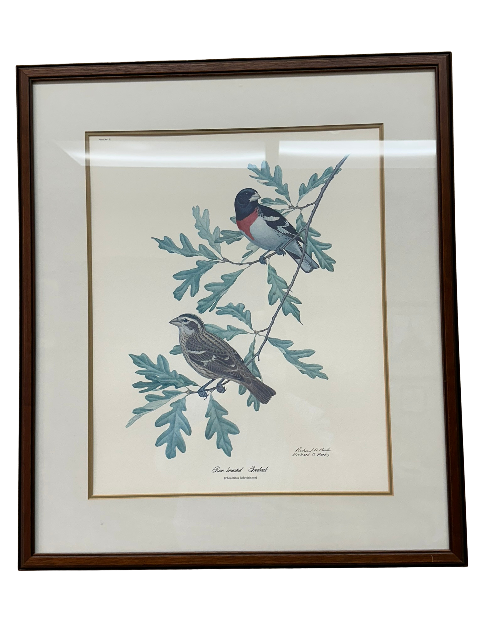 Audubon style picture 24”x29” - $20