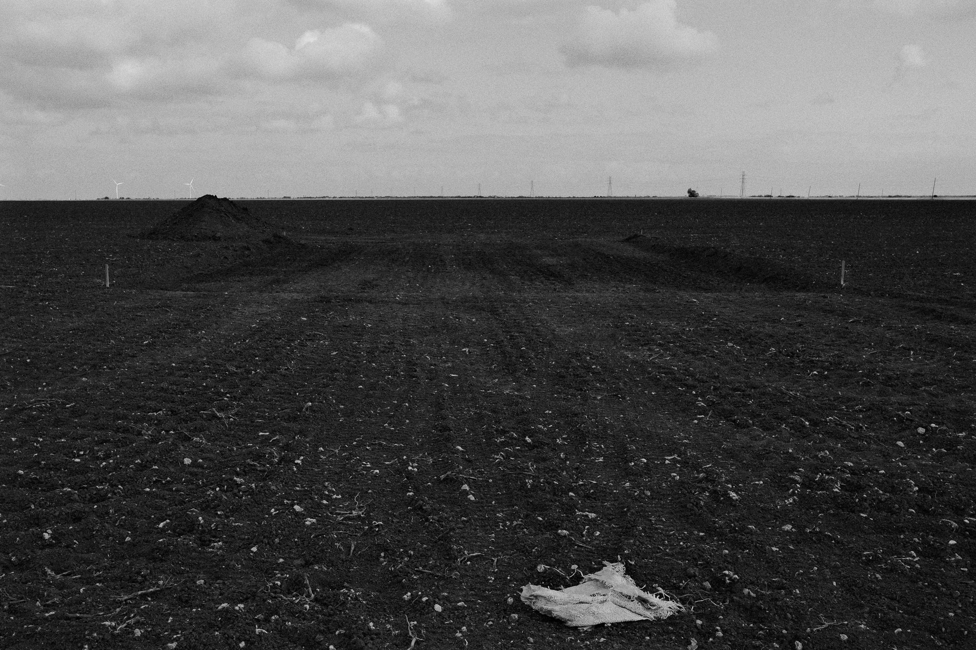 Samuel_Herrera_Cotton Field.JPG