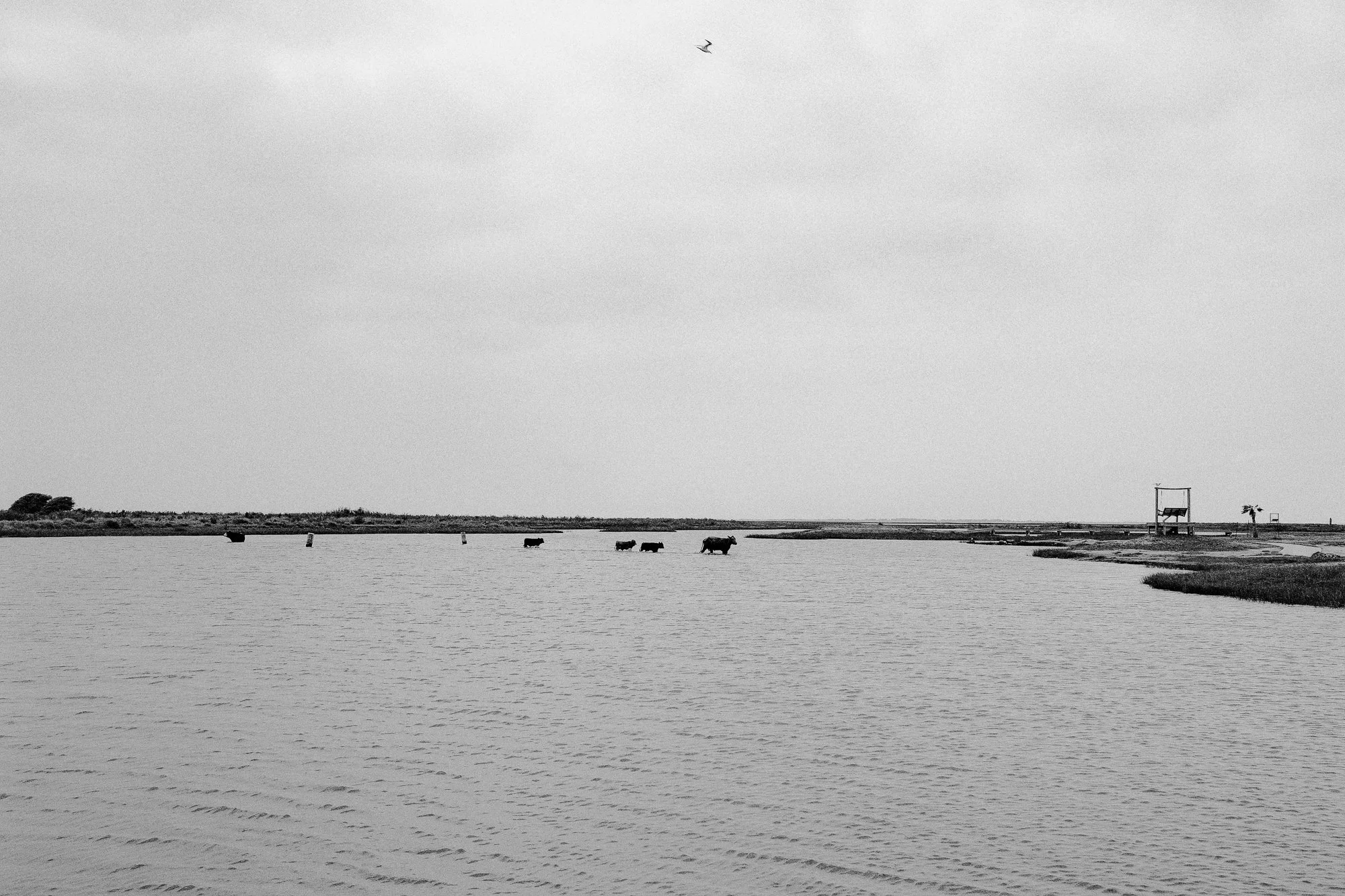 Samuel_Herrera_Crossing Cows.JPG