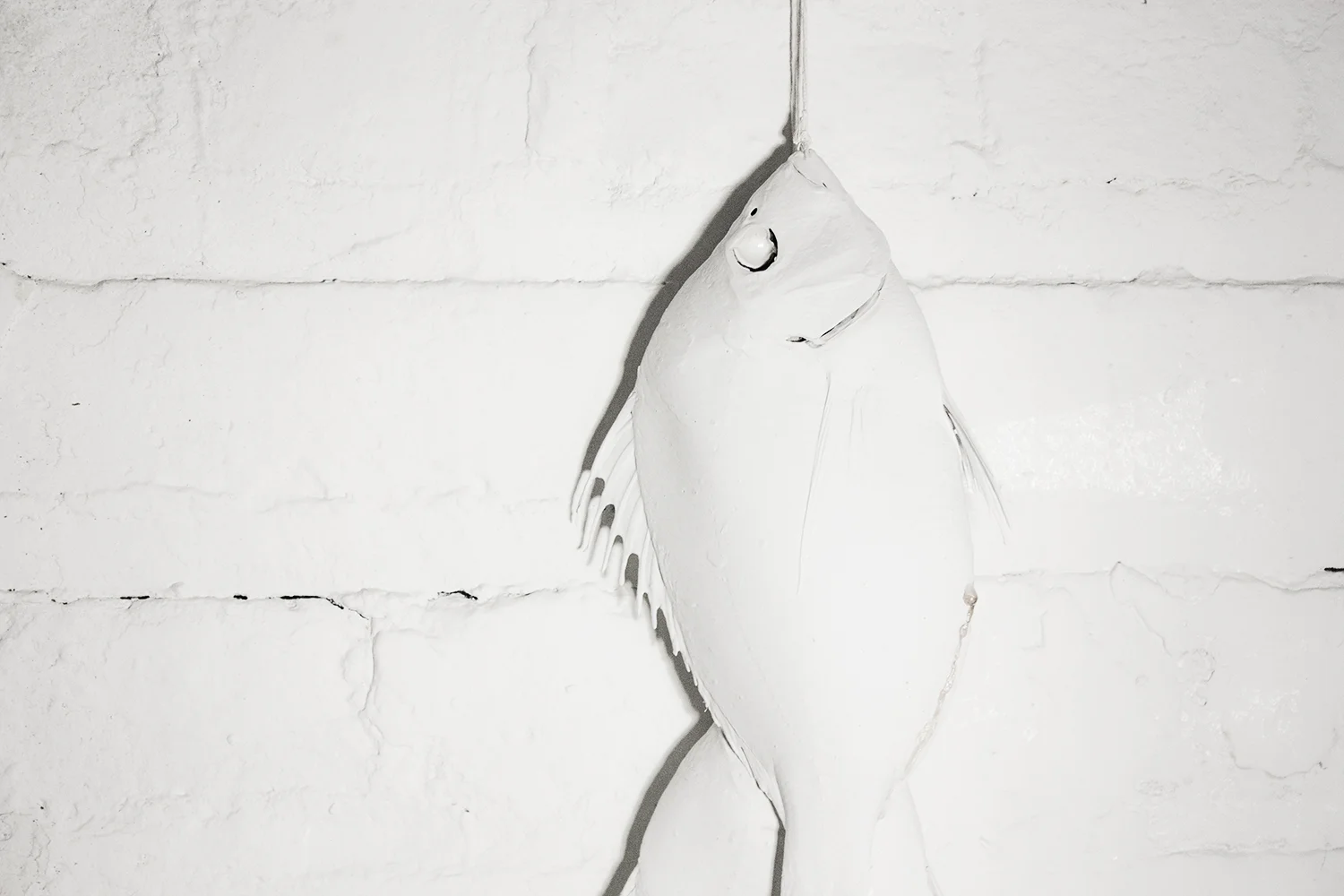 Fishes_web.jpg