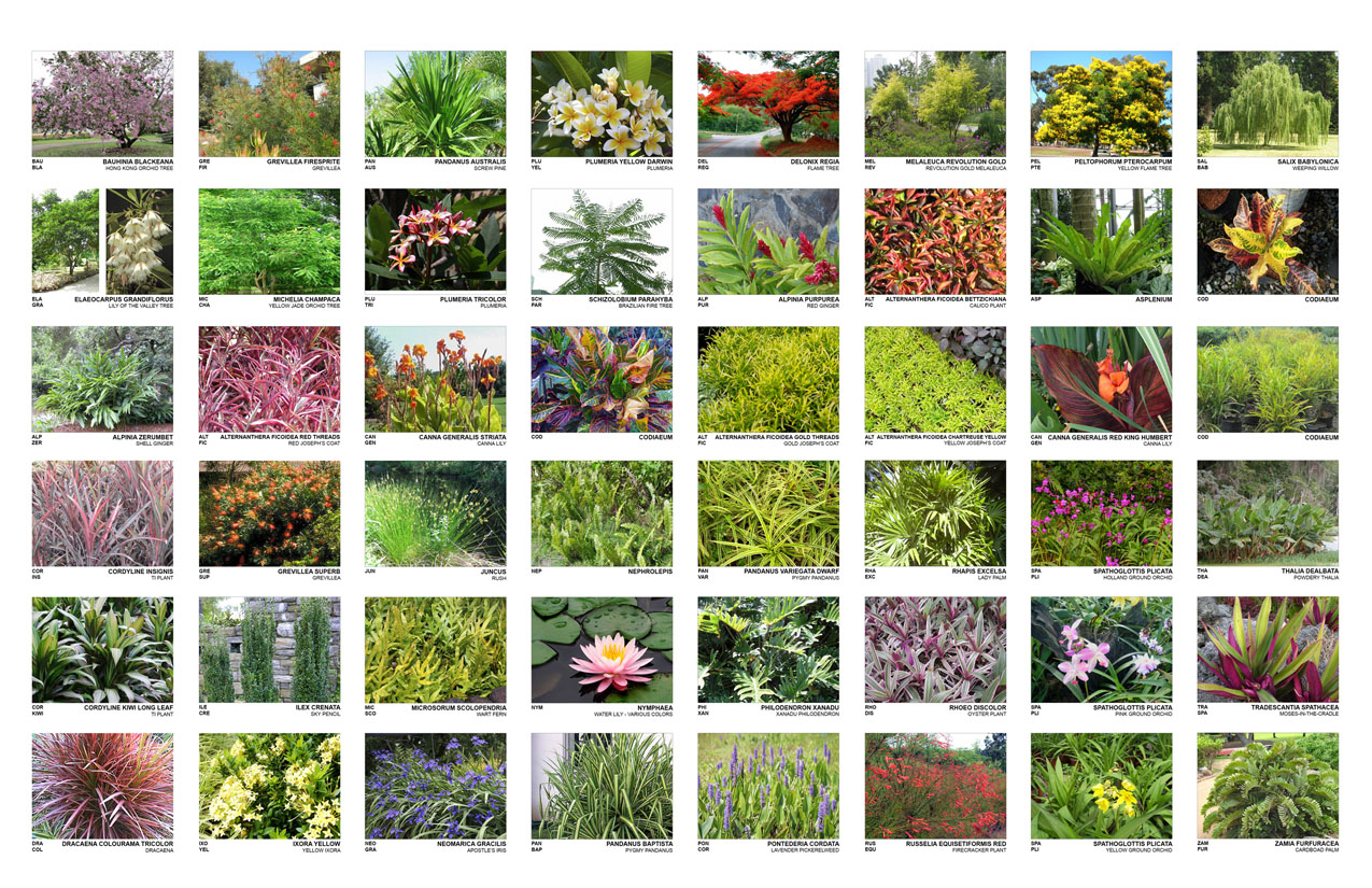 TINA CHEE landscape studio_Verde2_plantpalettegrid__.jpg