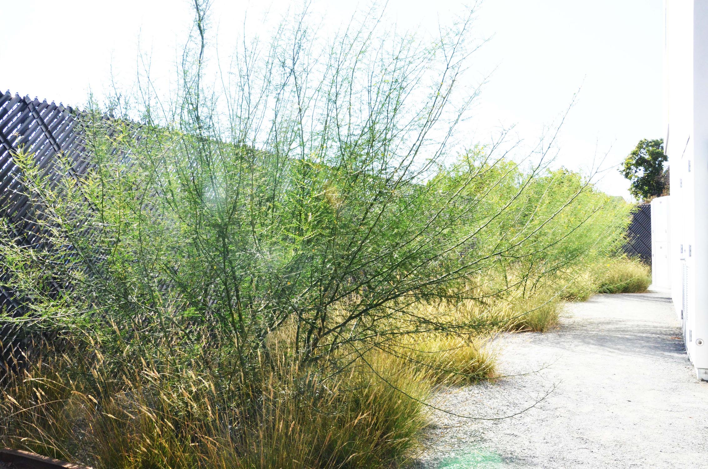 TINA CHEE landscape studio_Crest Apartments_09.jpg