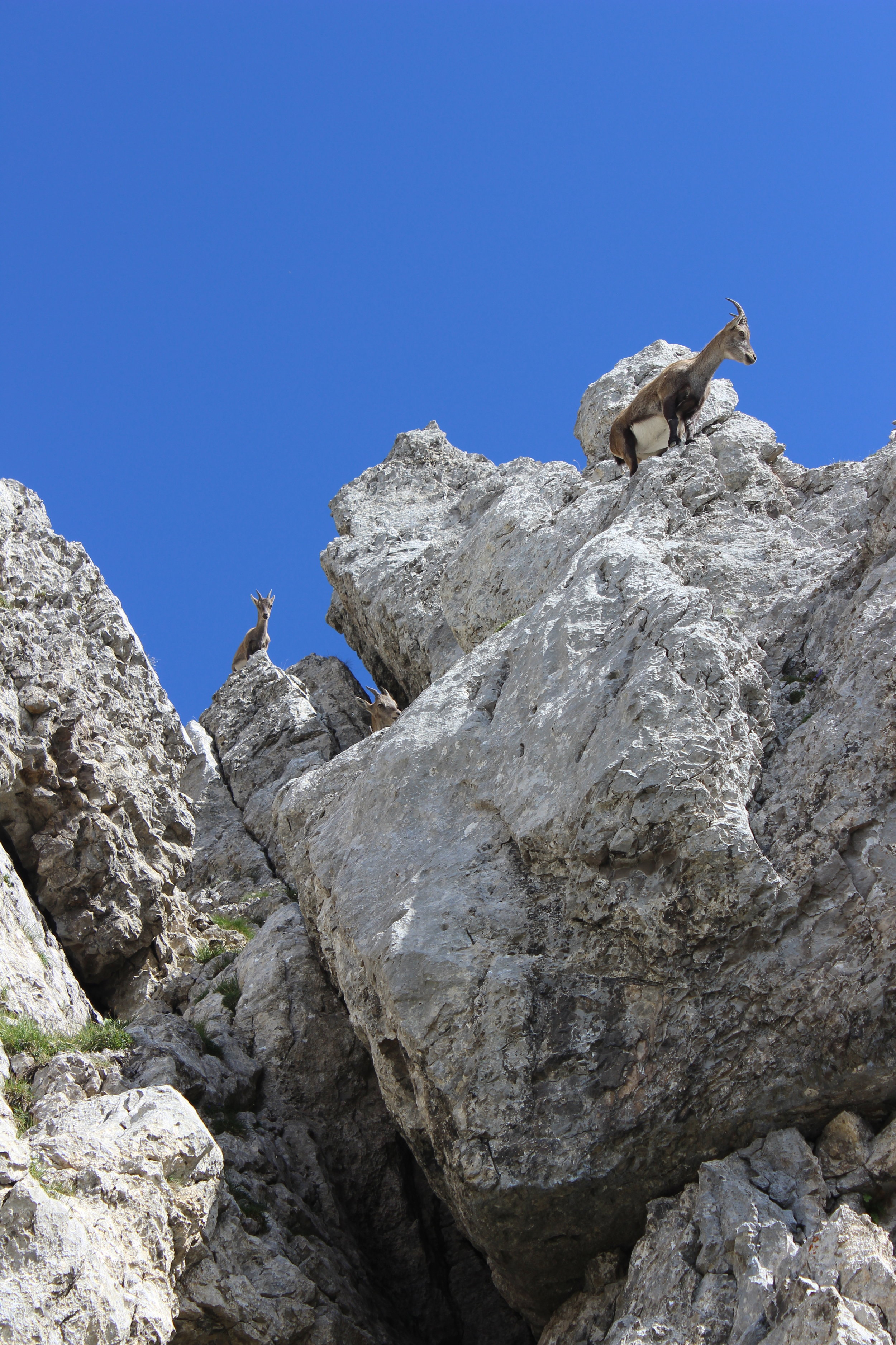 Friendly visitors on the hiking paths, just as curious as we were