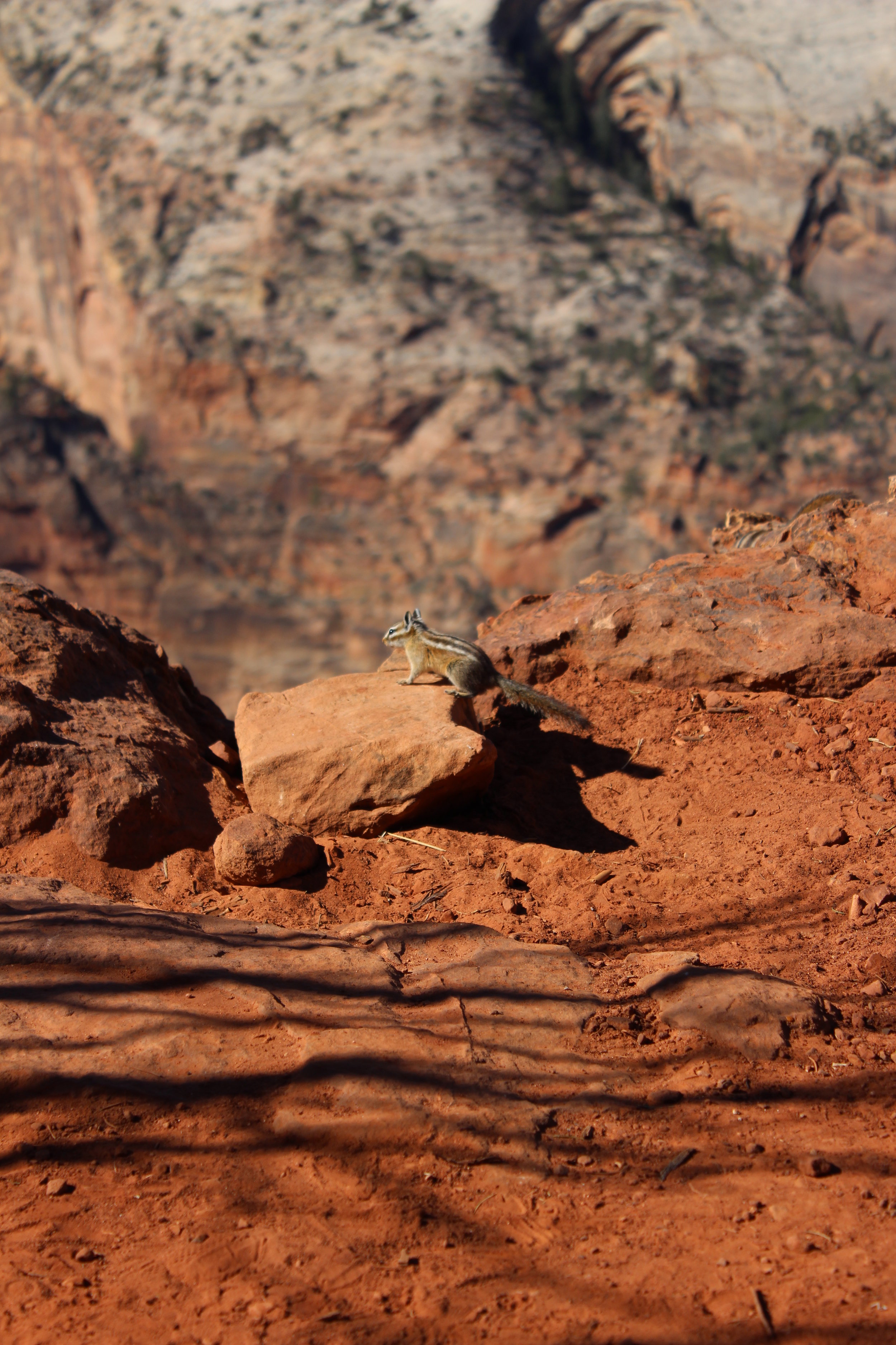One of the many chipmunks we saw in Zion
