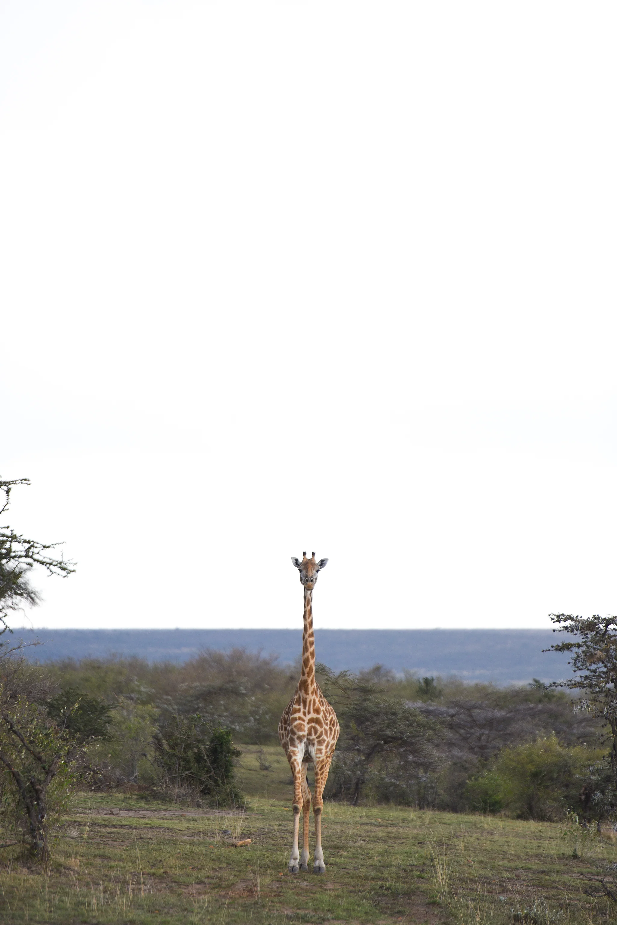 A Masai giraffe in Nashulai Conservancy.