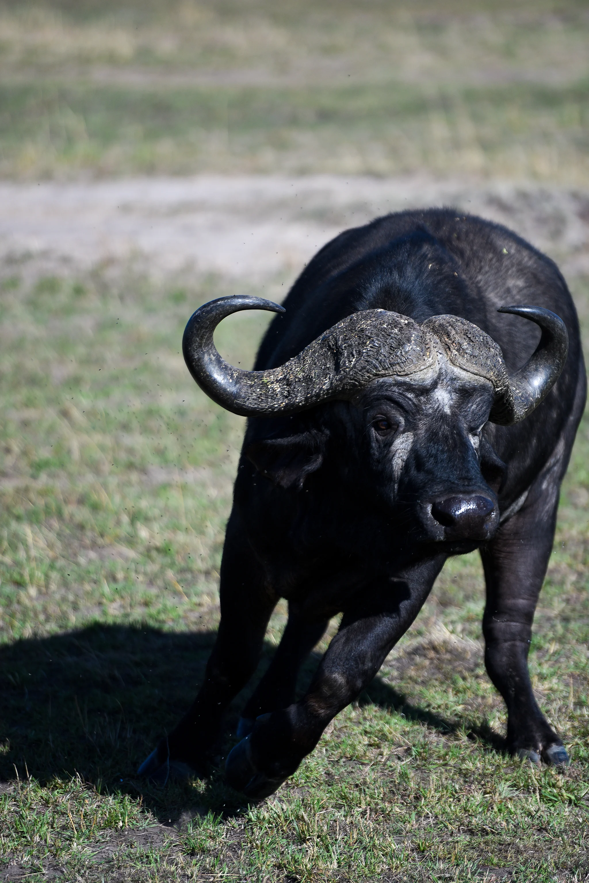 A Cape buffalo in Masai Mara National Reserve. Buffalos are the only animal in the big five that are not threatened or endangered.