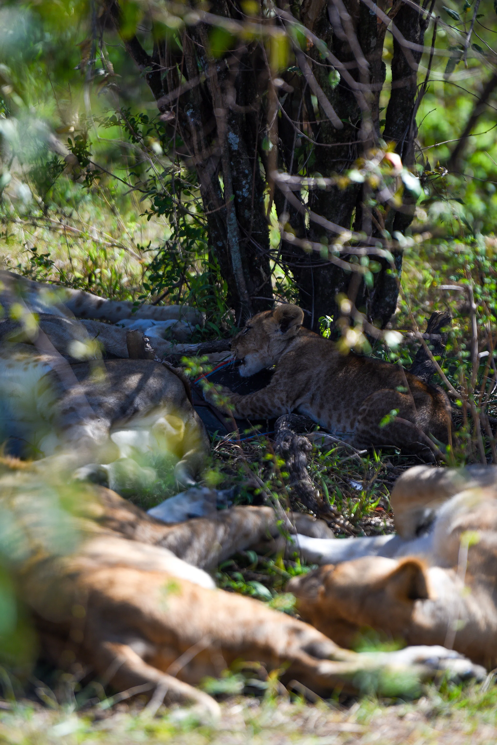A pride of lions rests under the shade of a tree in Masai Mara National Reserve. Lions are the most social of the big cats.