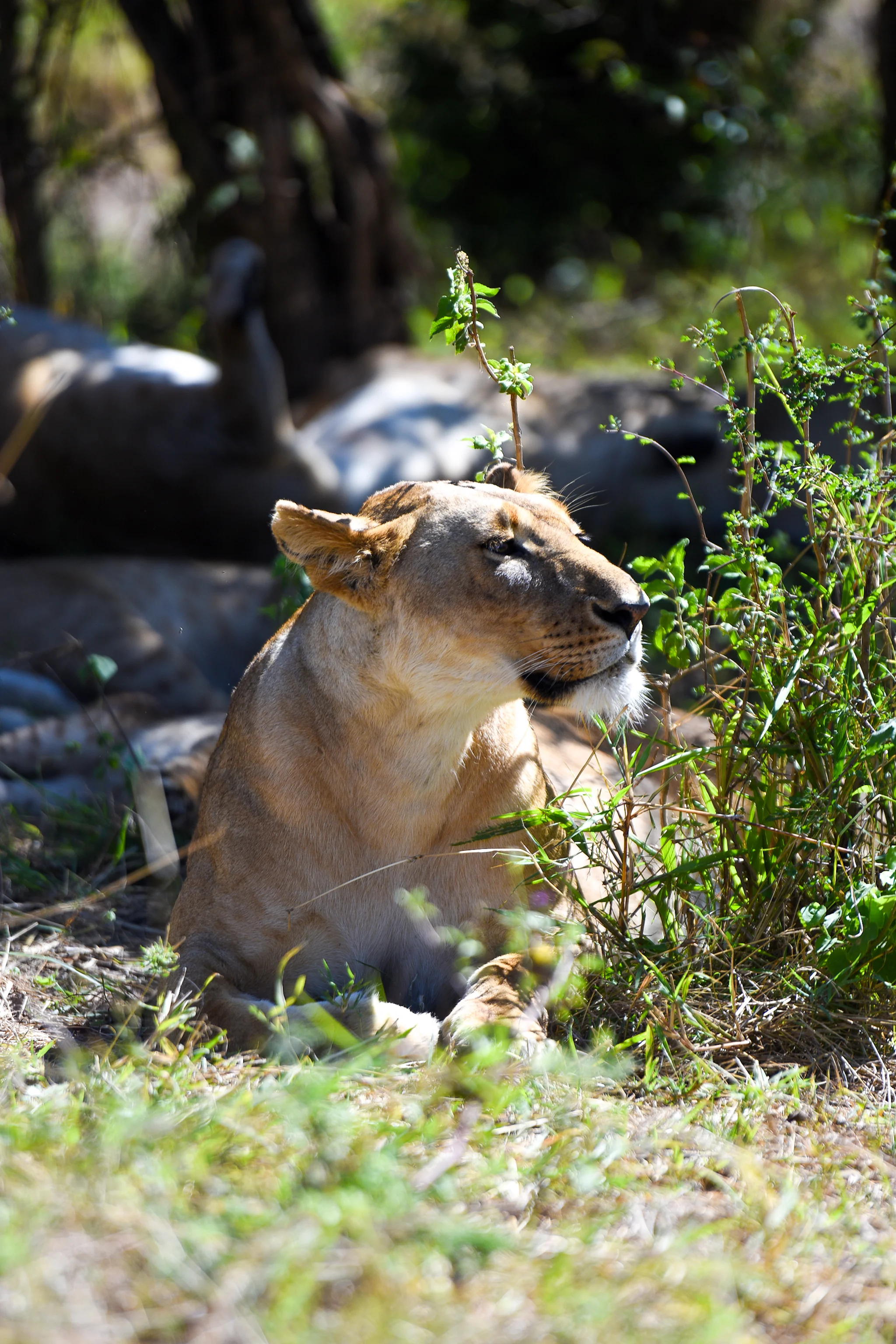 Lions are one of the members of the big five.