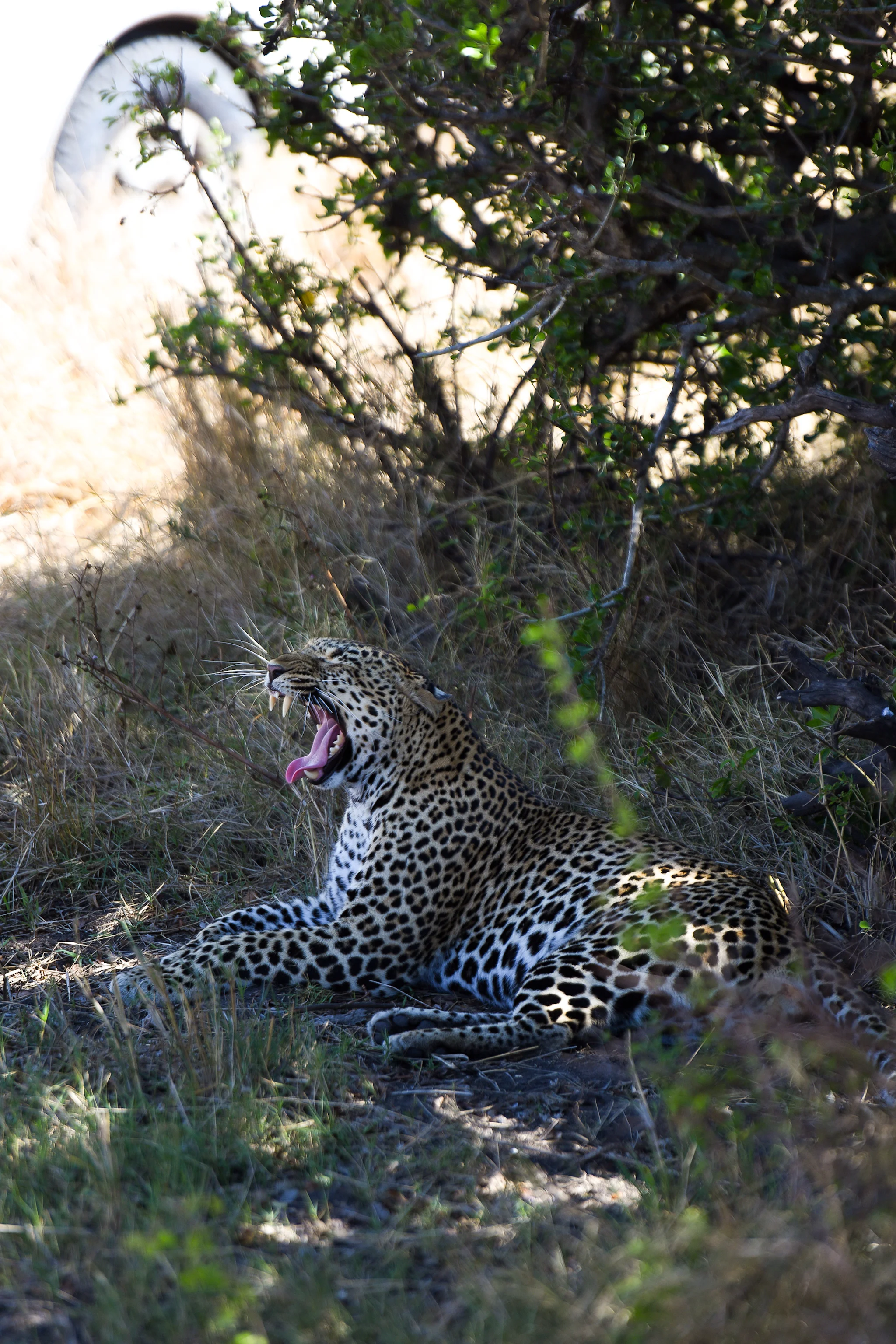 A leopard in Masai Mara National Reserve. Leopards are also in the big five, but they are more rare to see.