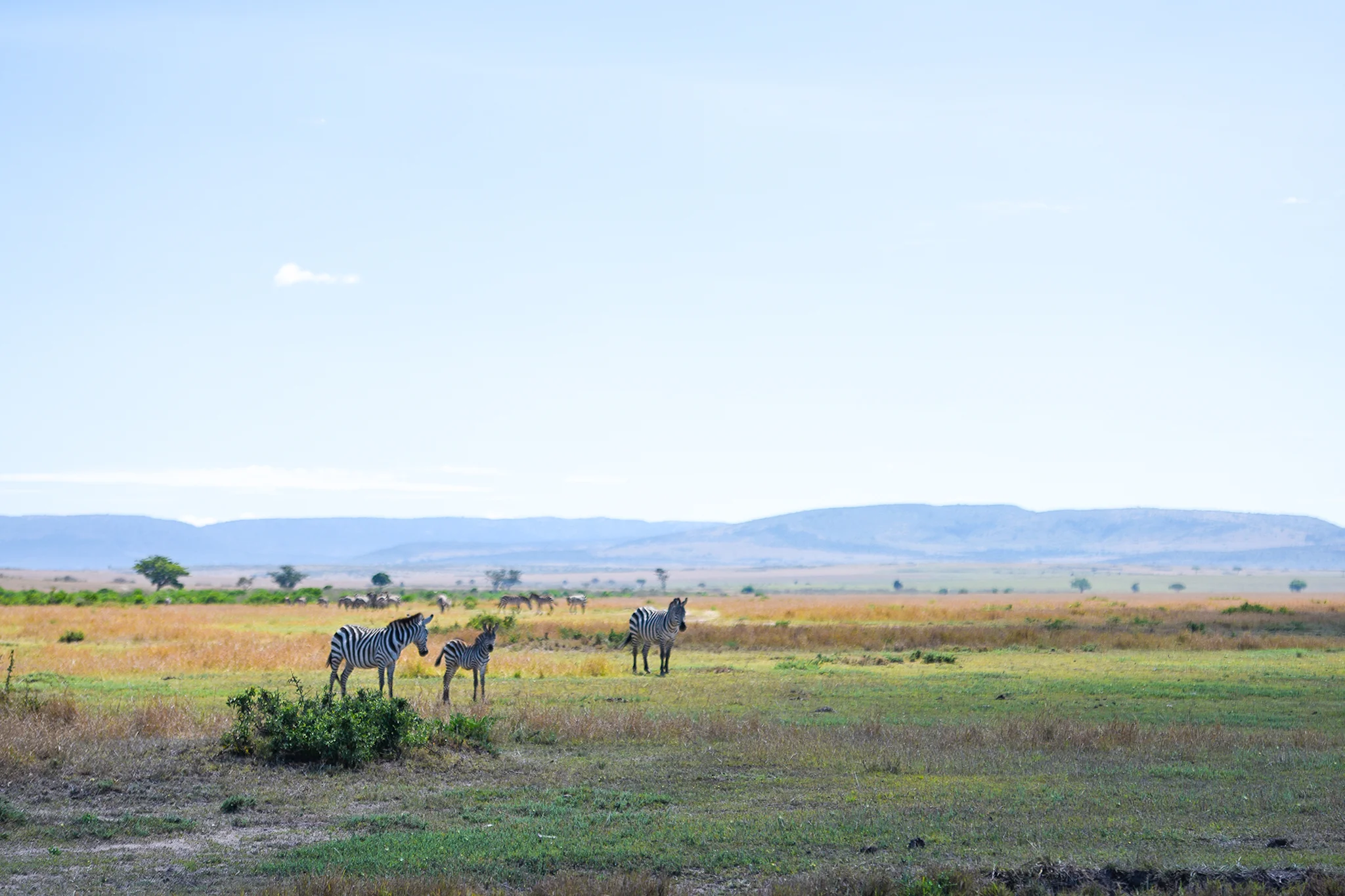 Masai Mara National Reserve.
