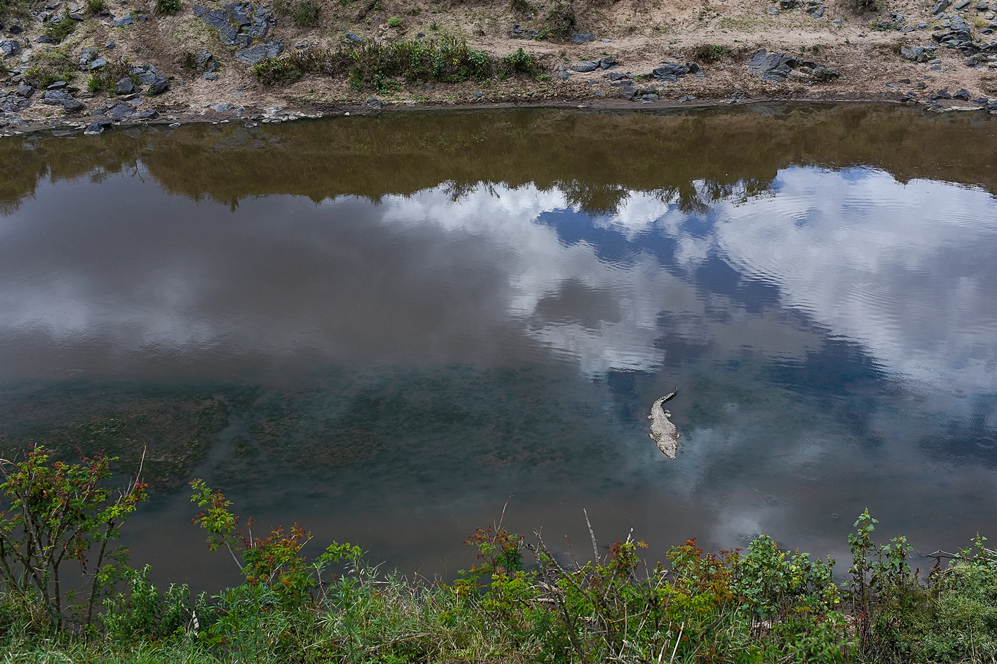 Crocodiles and hippos are abundant in parts of the Mara River.