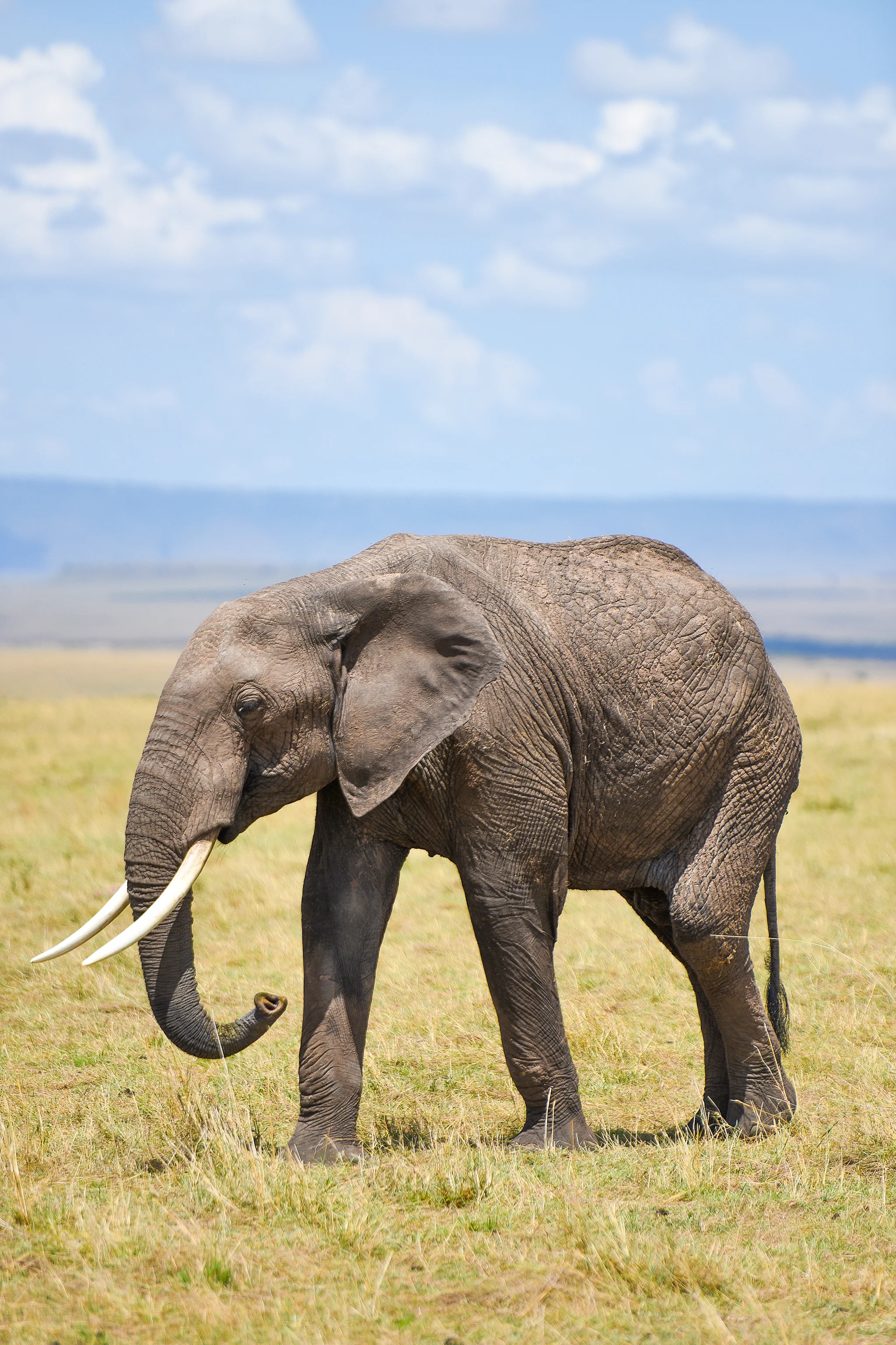 An elephant, another member of the big five, in Masai Mara National Reserve. Around 90 percent of African elephants have been wiped out in the past century, mainly because of the ivory trade; wildlife poachers in Kenya face the death penalty.