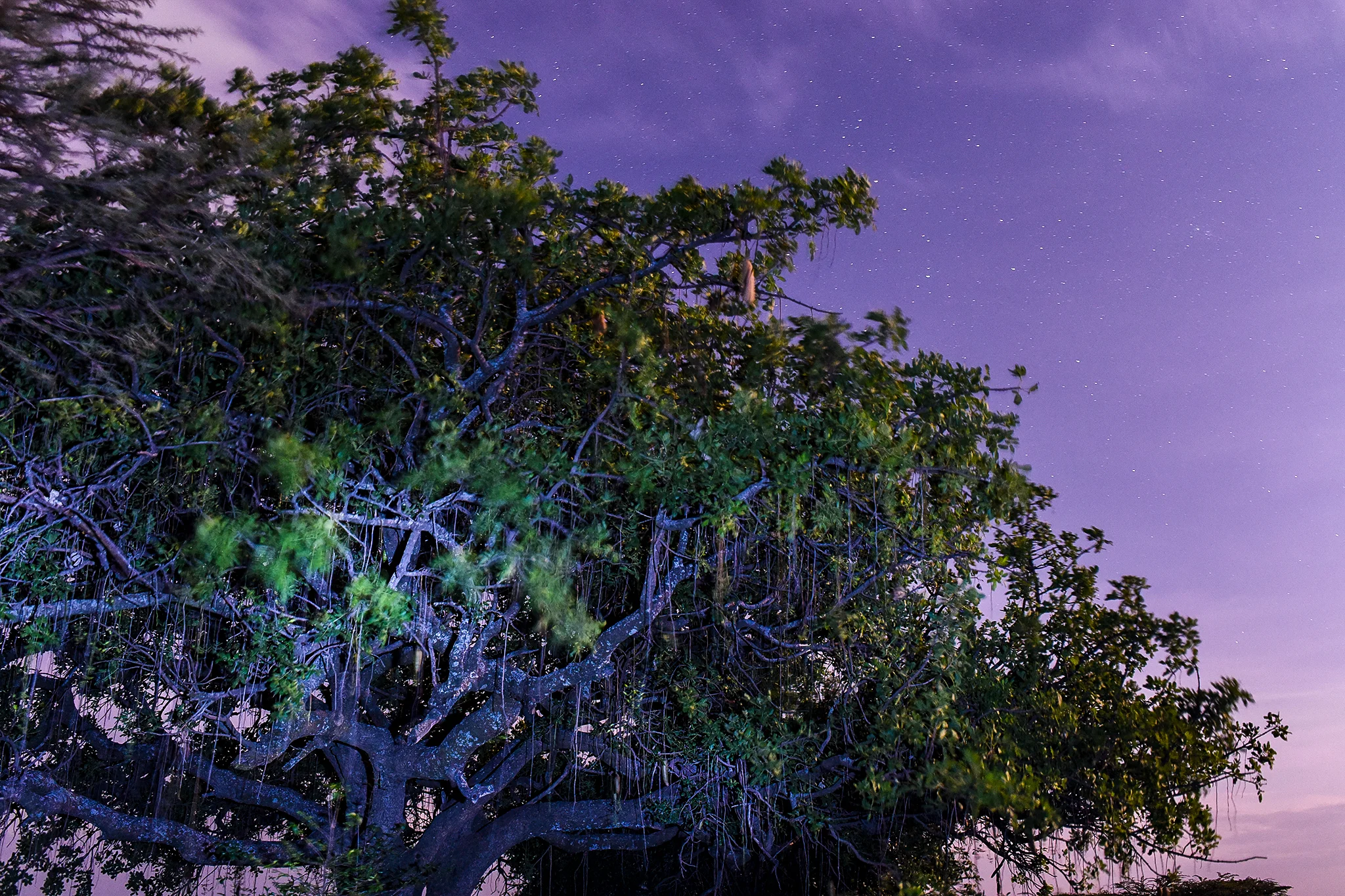 An oldarpoi tree, or “sausage tree,” at night near Masai Mara National Reserve.