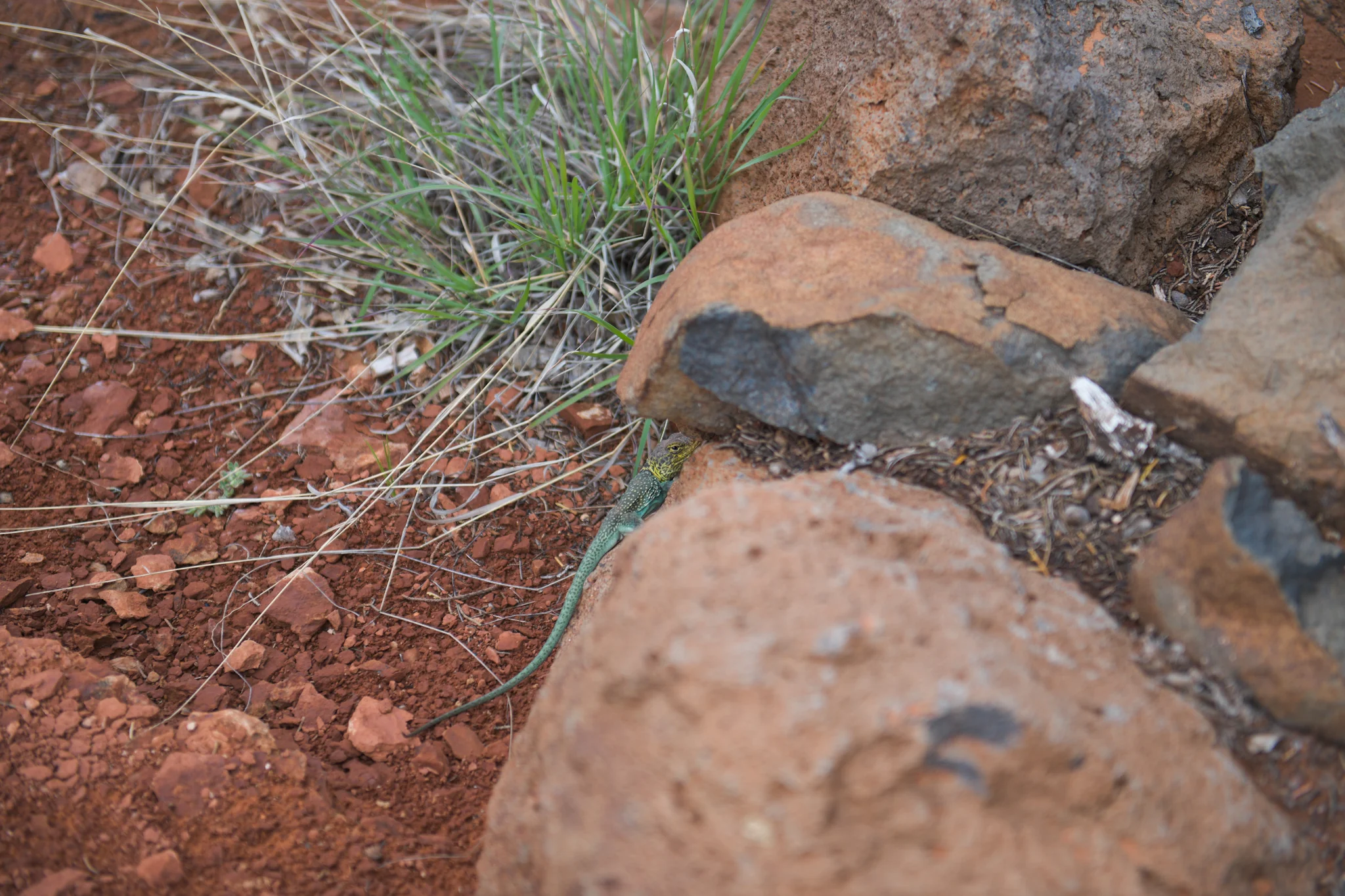 05112019_bruce_arizona_0361.jpg
