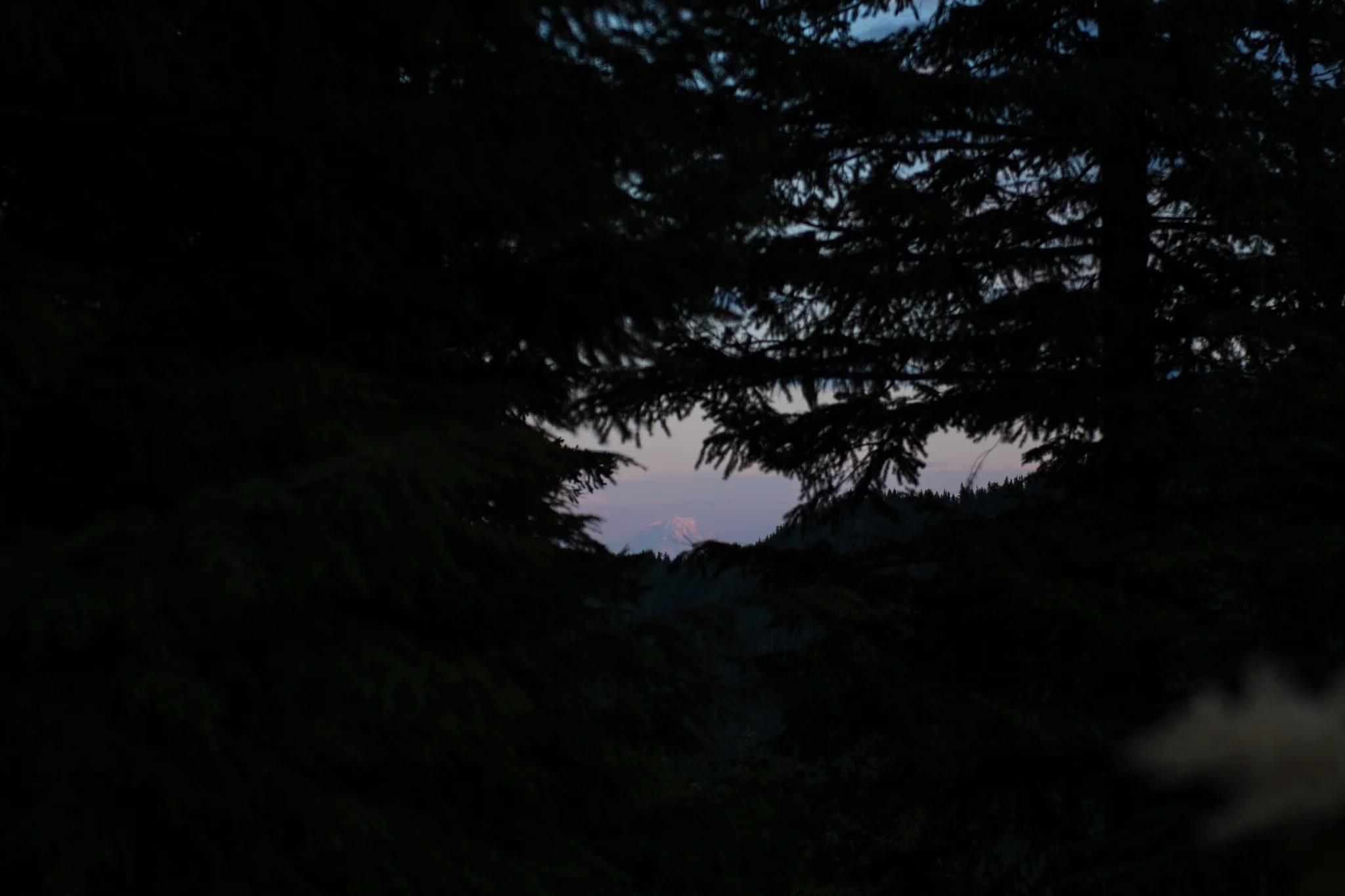 Mountain view through the trees