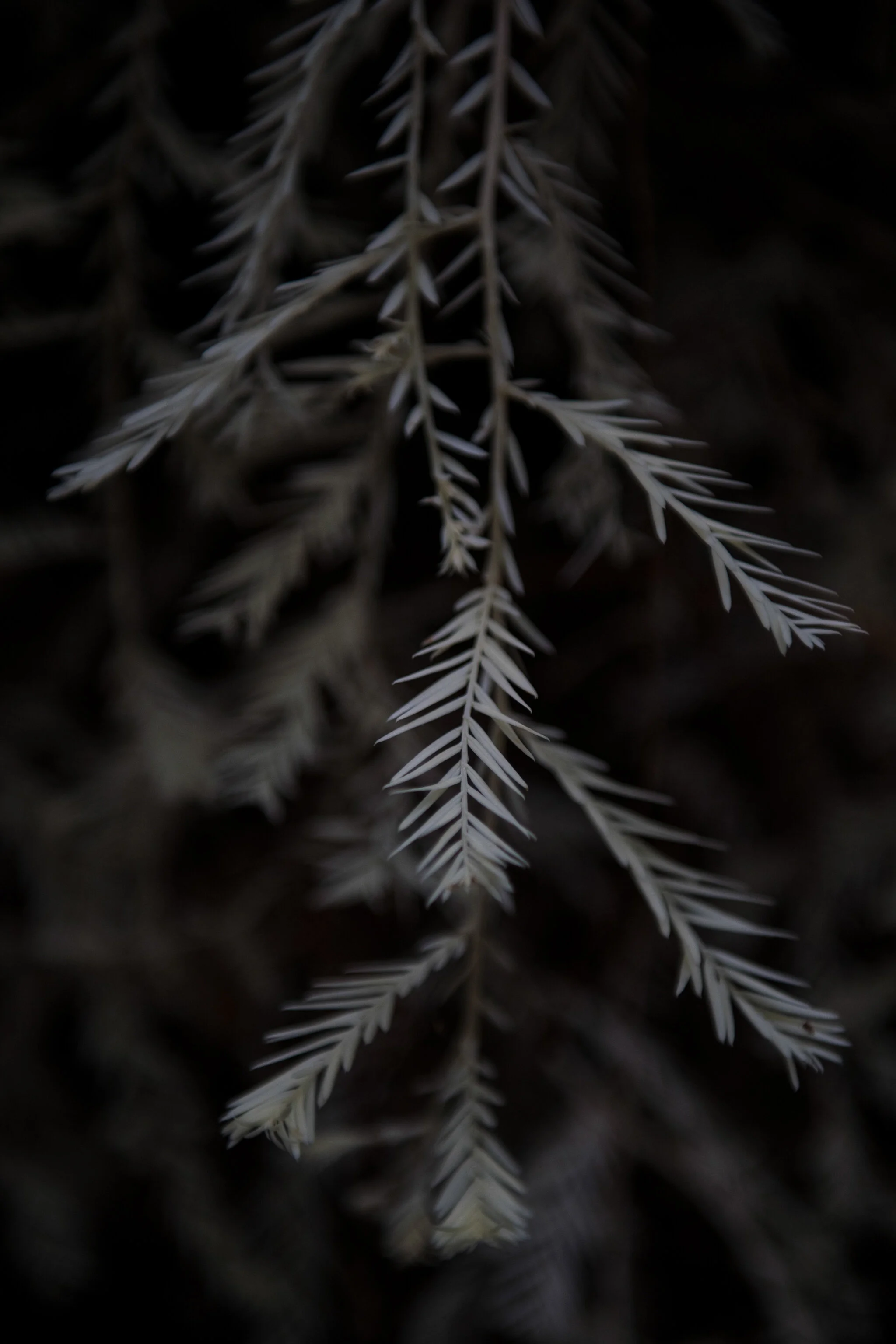 An albino redwood