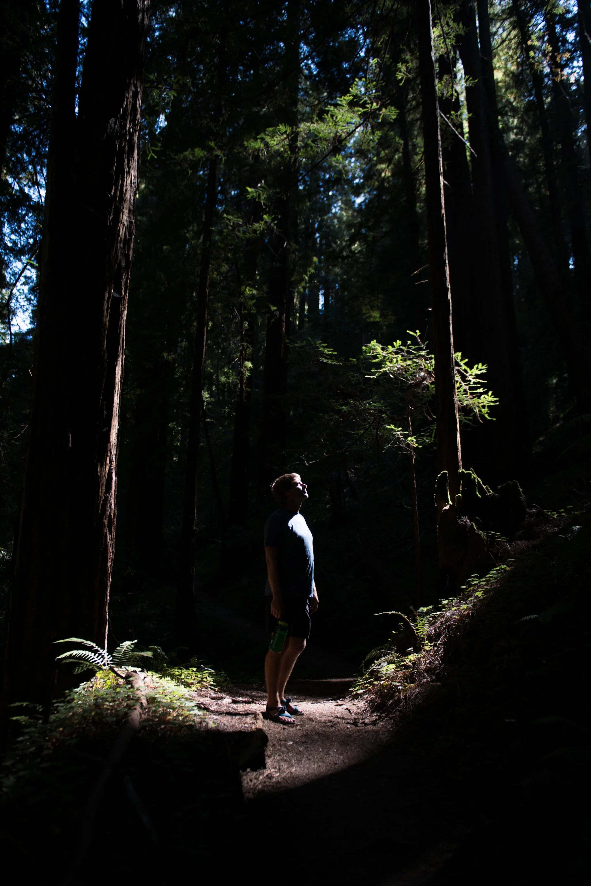 In the John Muir Woods
