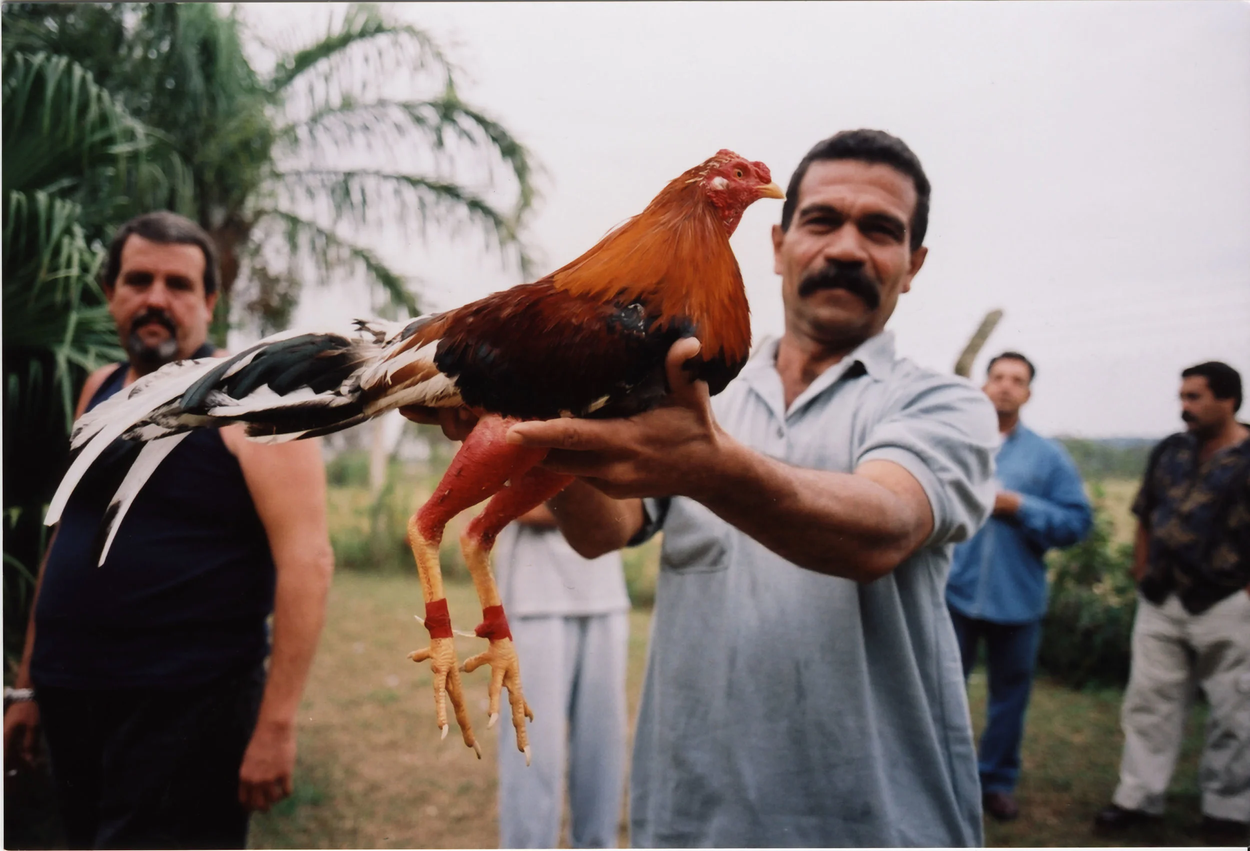 Tiff-Pemberton_Cuba_Cockfight.2.jpg
