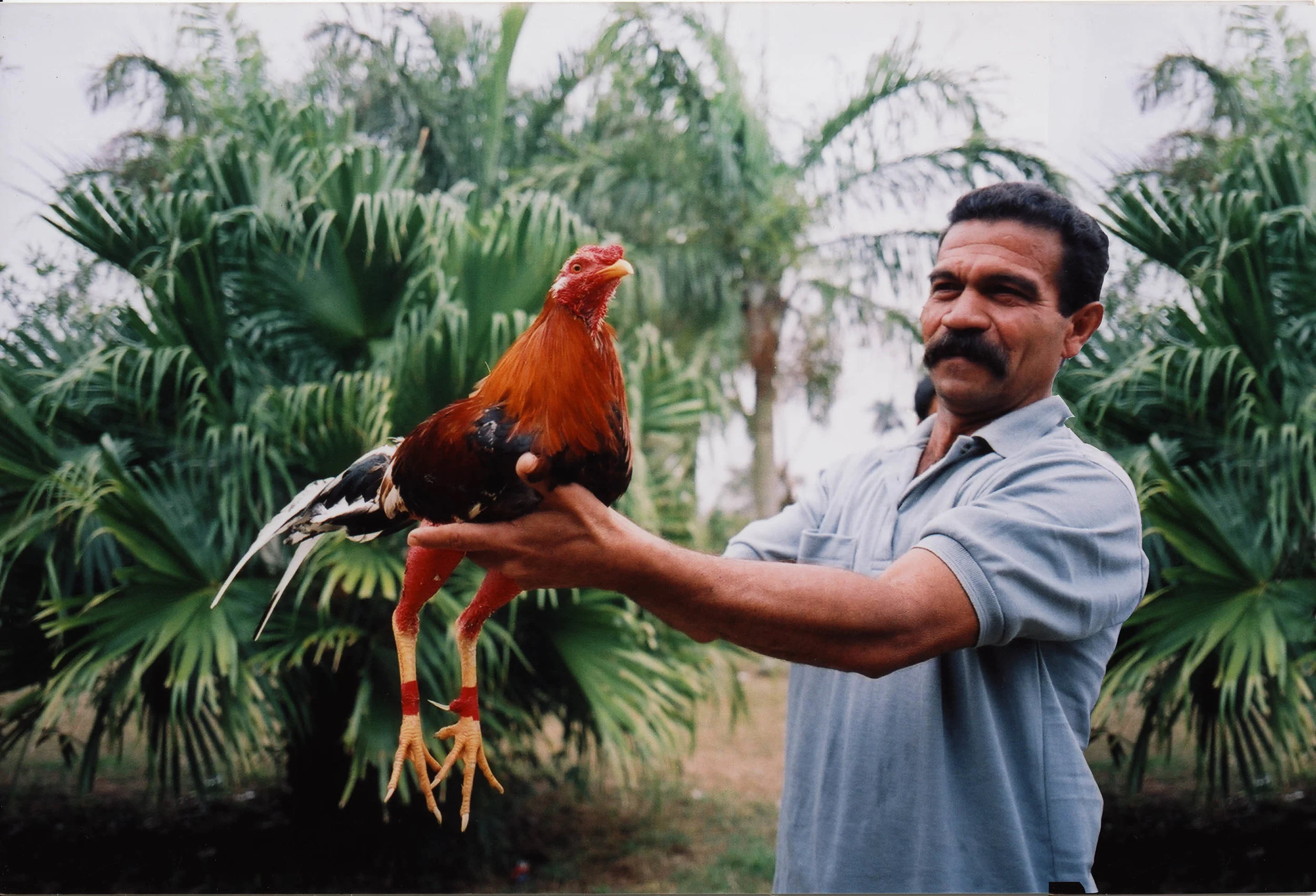 Tiff-Pemberton_Cuba_Cockfight.1.jpg