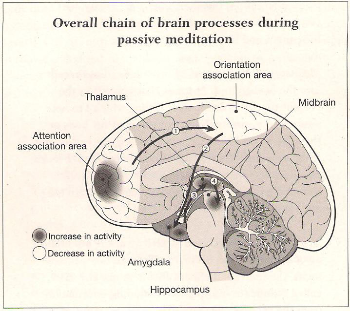 Parts of your brain that become more active or less active during meditation. The active areas are associated with attention span, emotions, memory, and learning.
