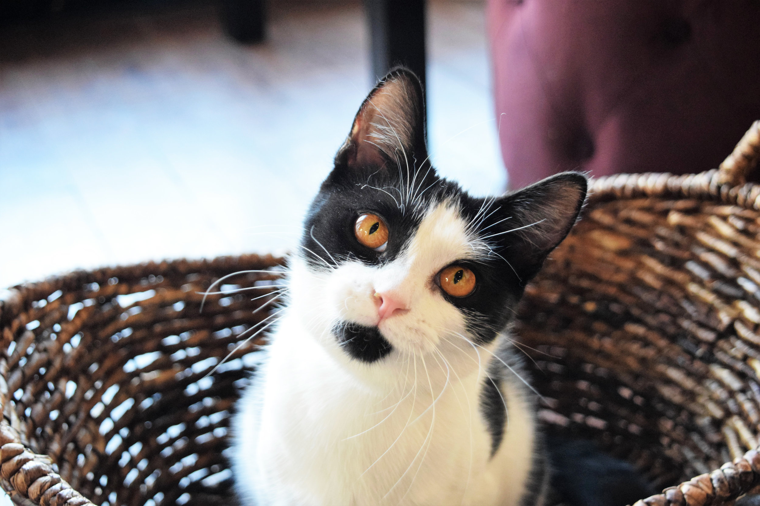 Charleston  Pounce  Cat  Cafe 