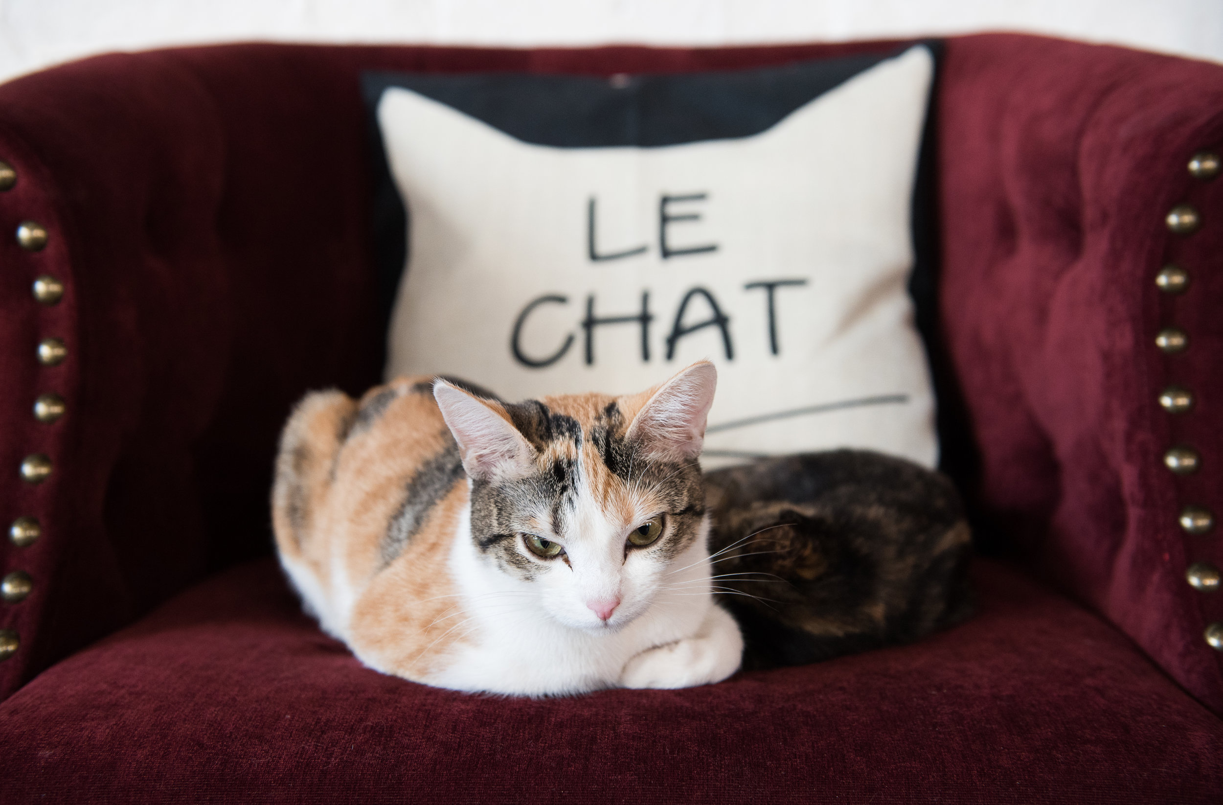 Charleston Pounce Cat Cafe Charleston Pounce Cat Cafe