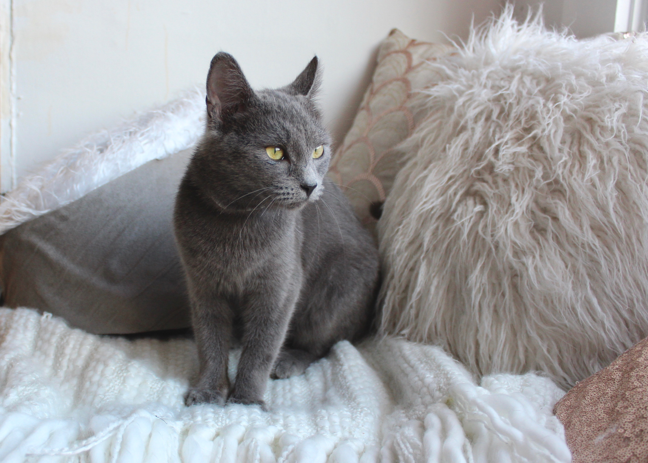 Charleston  Pounce  Cat  Cafe 