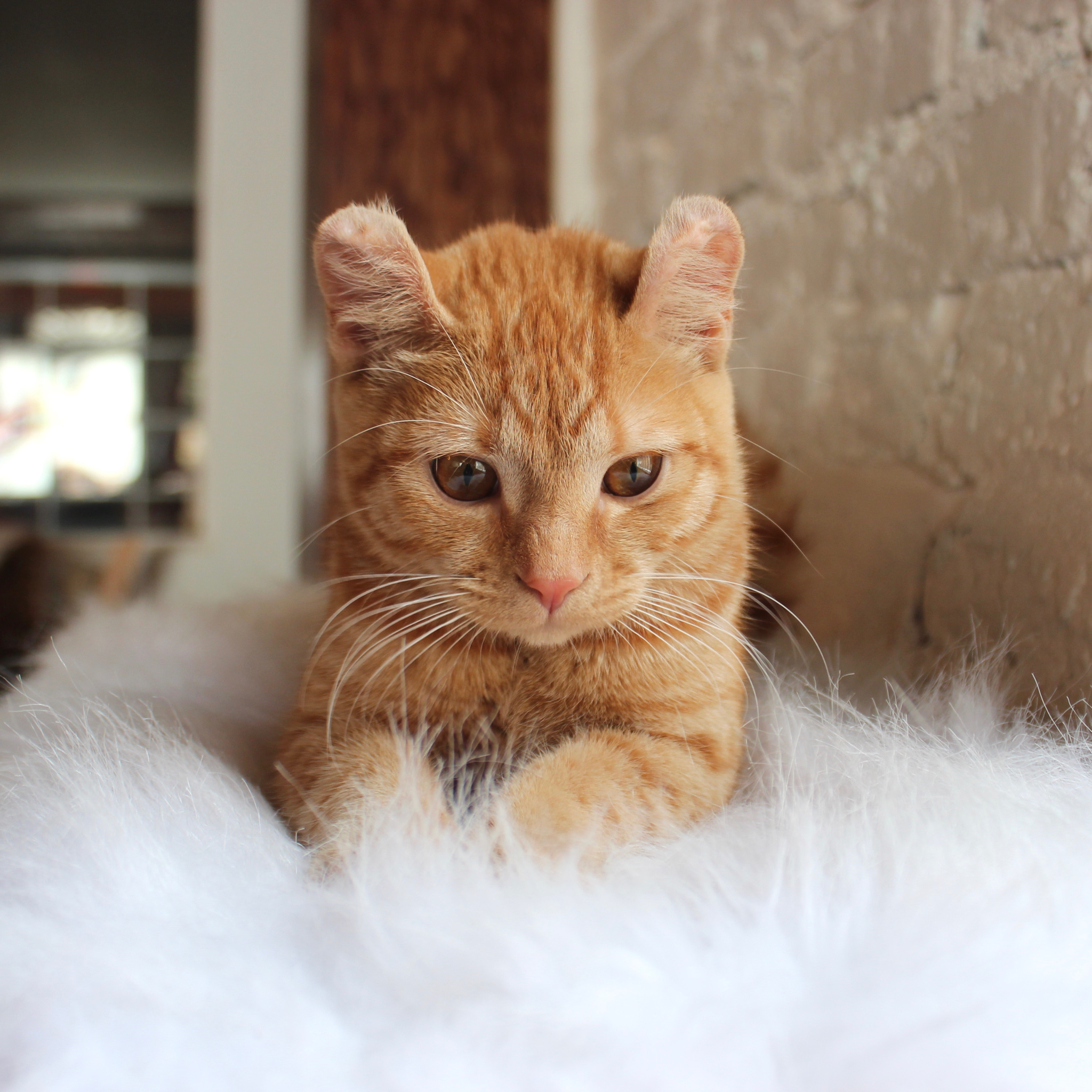 Charleston  Pounce  Cat  Cafe 