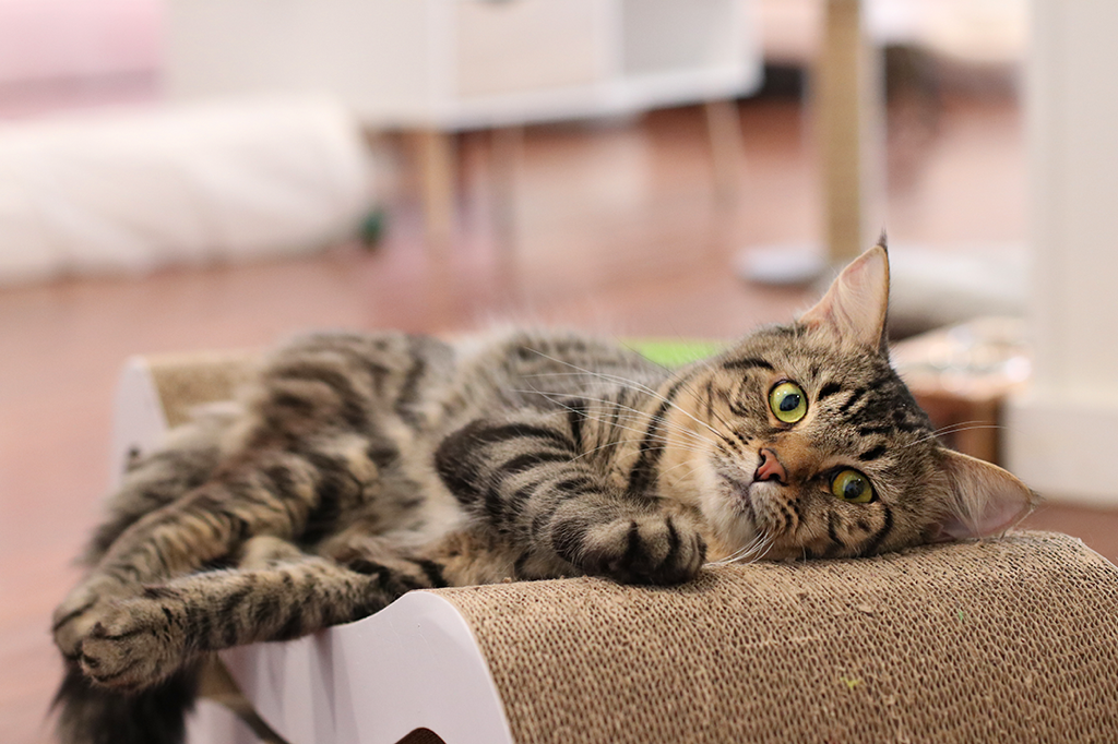 Savannah Pounce Cat Cafe Savannah Pounce Cat Cafe