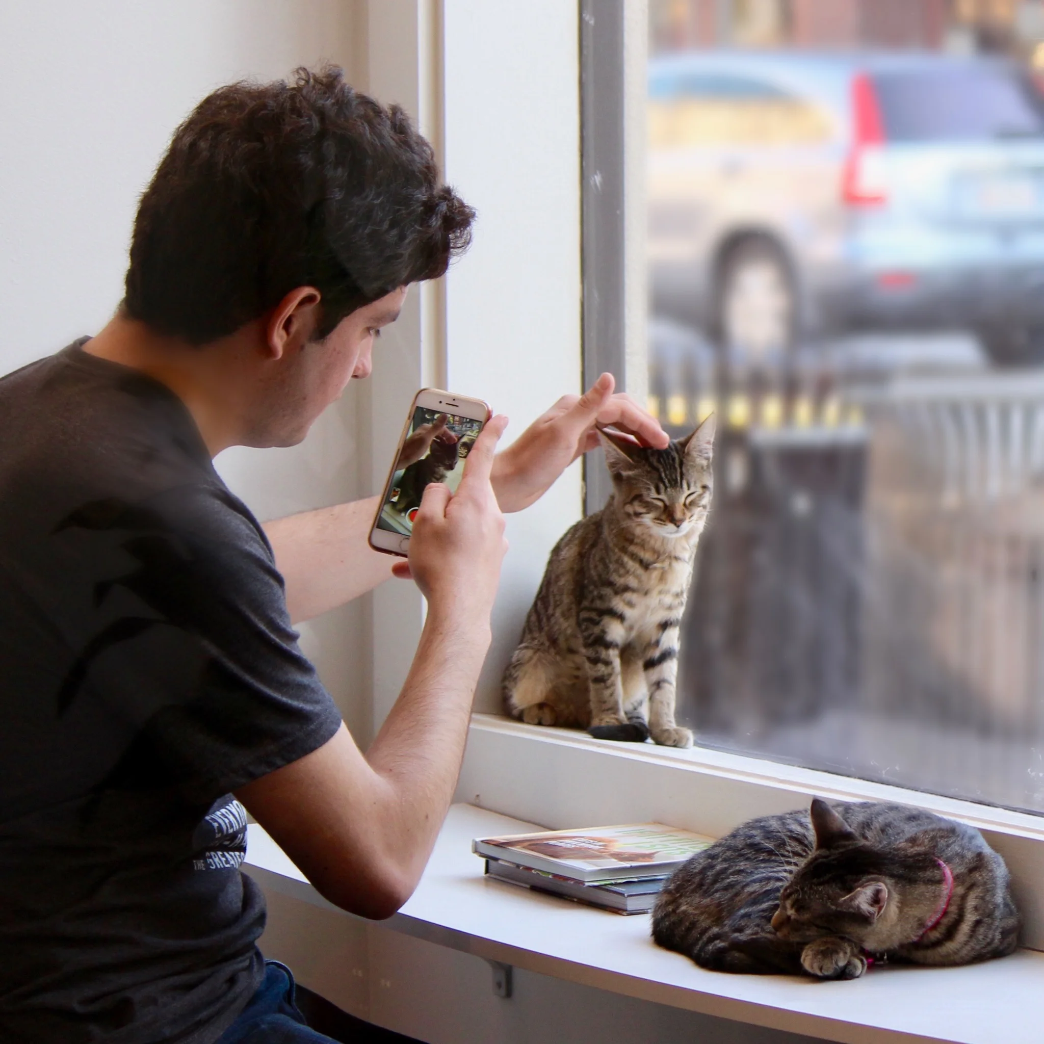 Savannah Pounce Cat Cafe