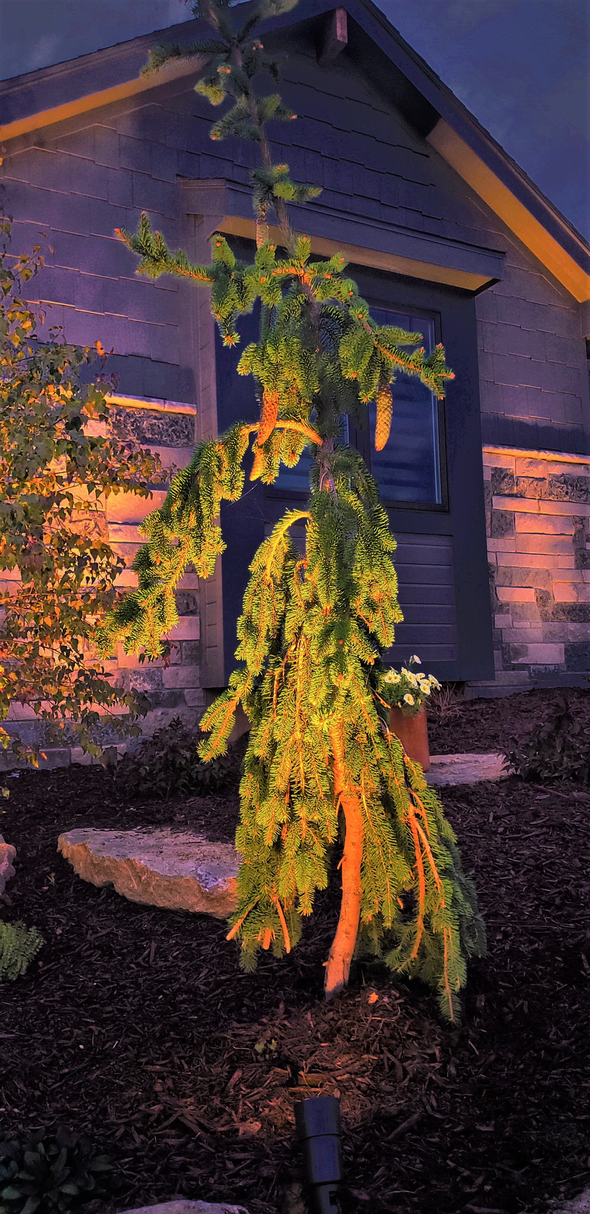 Weeping Norway Spruce Lighting