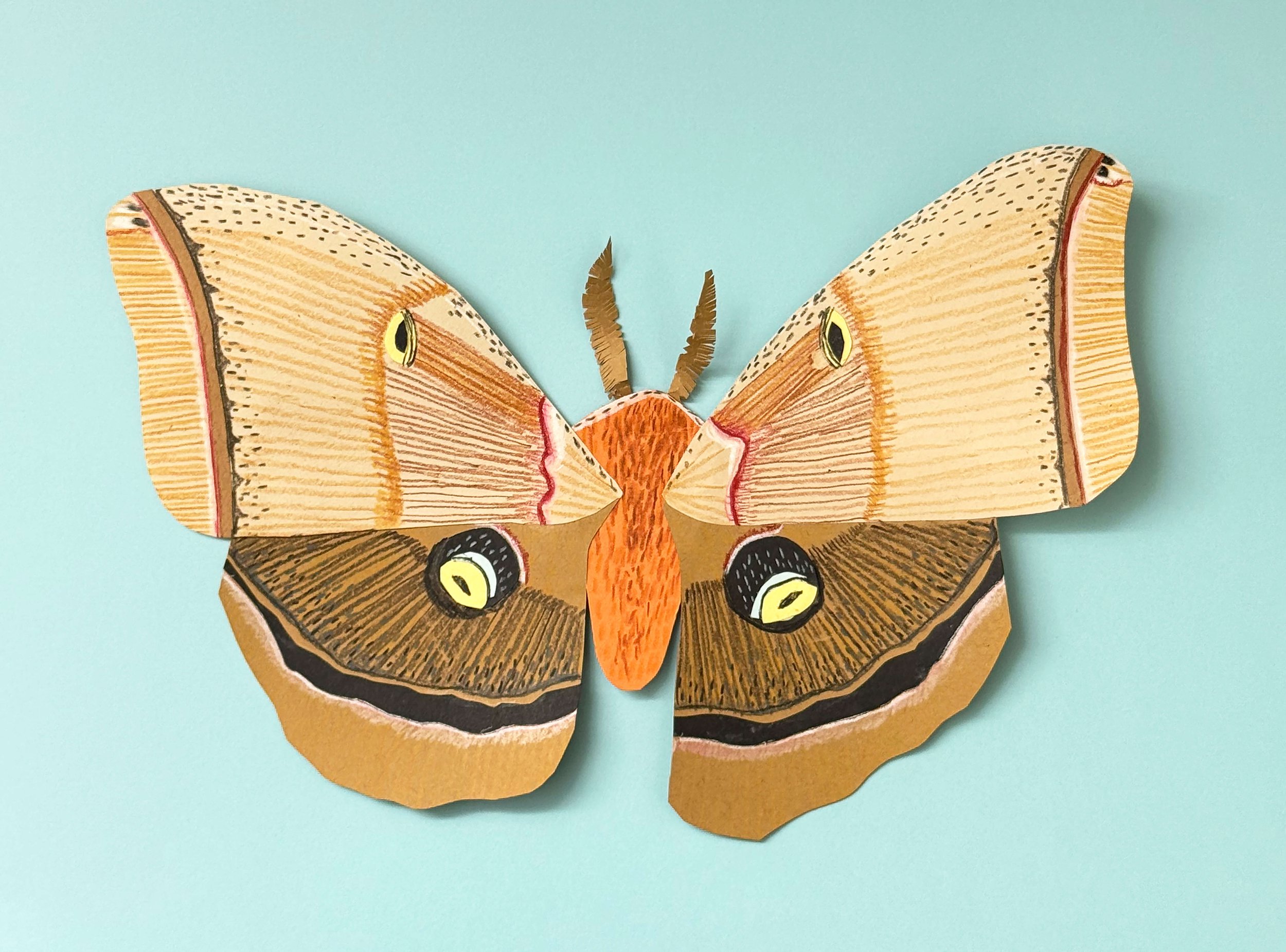 Polyphemus Moth Illustration