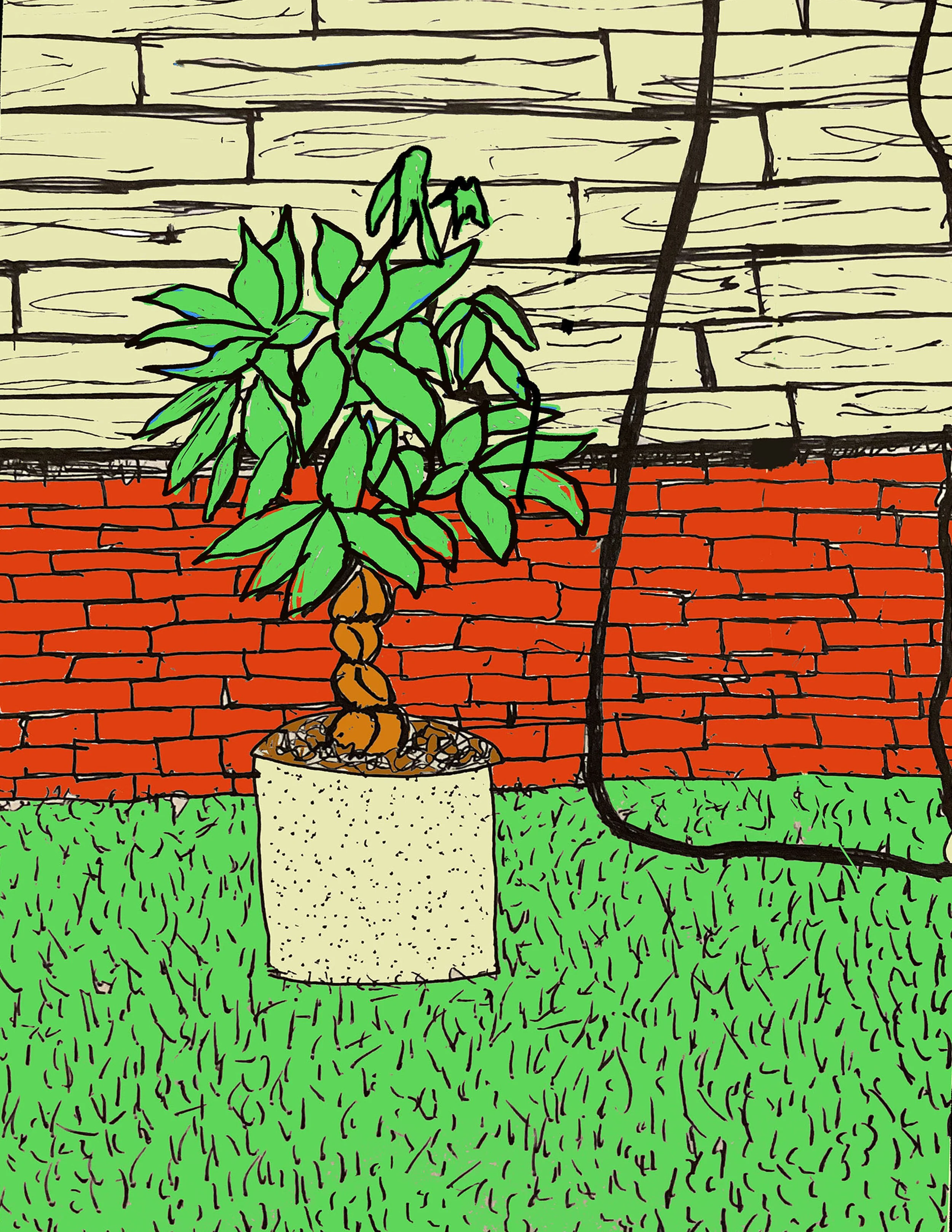 14. Money plant.jpg