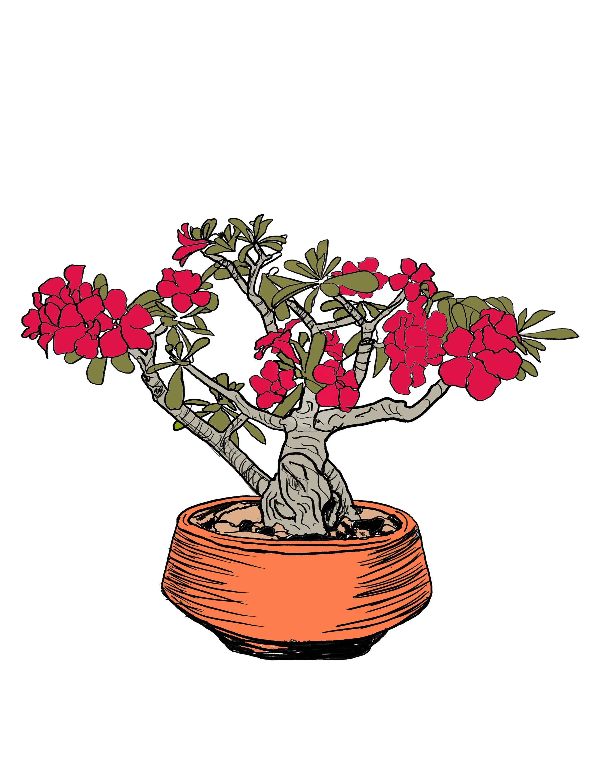 Desert rose.jpg
