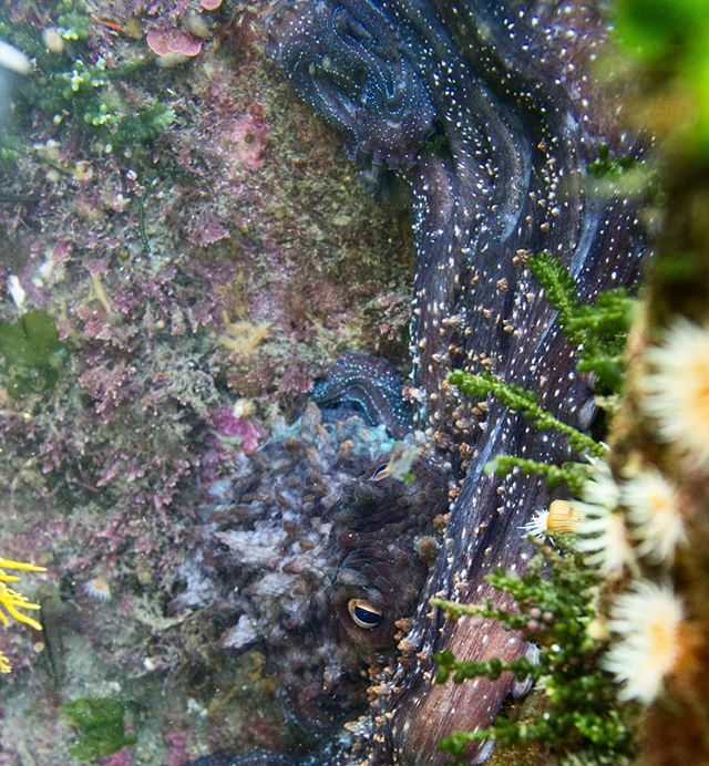 Eye spy on the South Coast

Came across this guy while out giving my new underwater photography set-up a test run on the Wellington south coast. The marine reserve is such a great asset on our doorstep

#octopus #eyesonyou #freediving #canonphotograp