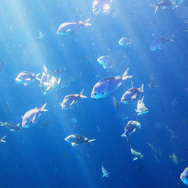 Last week we were lucky enough to spend a couple of days diving around the Poor Knights Islands, based on a @yukondive liveaboard with @jordy.e.mills, @jervissteph and @tony.macpherson.5. It was an utterly awesome experience and I thoroughly recommen