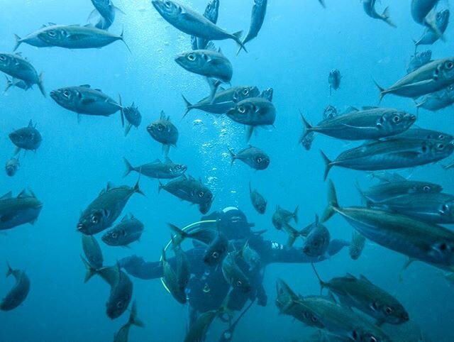 Getting amongst fish! Took a shot of @jan_mayer_fox in the midst of a school of Koheru on my birthday dive with @jordy.e.mills, Kirsty and Jan back in January. South Coast is pretty underrated I reckon. I&rsquo;ve been looking at the flat seas lately