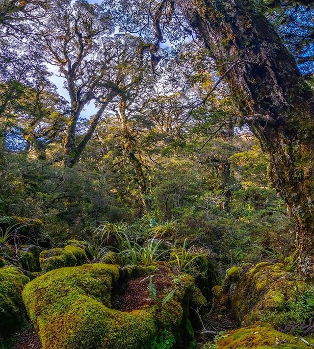 Getting amongst some West Coast beech forest and karst in Kahurangi National Park. Pretty happy to have escaped the wind and rain in the capital for three days. See if you can spot @jan_mayer_fox amongst the foliage! 
#nikonnz #nikonphotography #tram