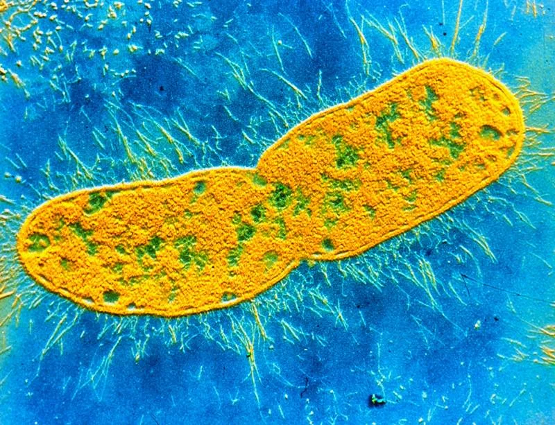 Photo Credit: www.newscientist.com
