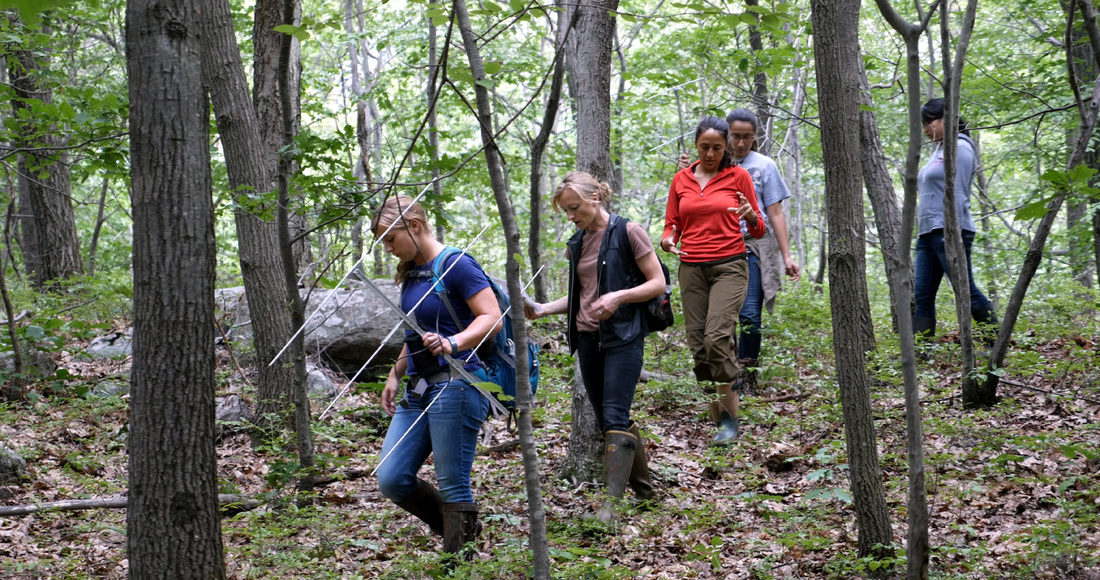 Tracking the federally threatened Northern long-eared bat across Sparta Mountain.
