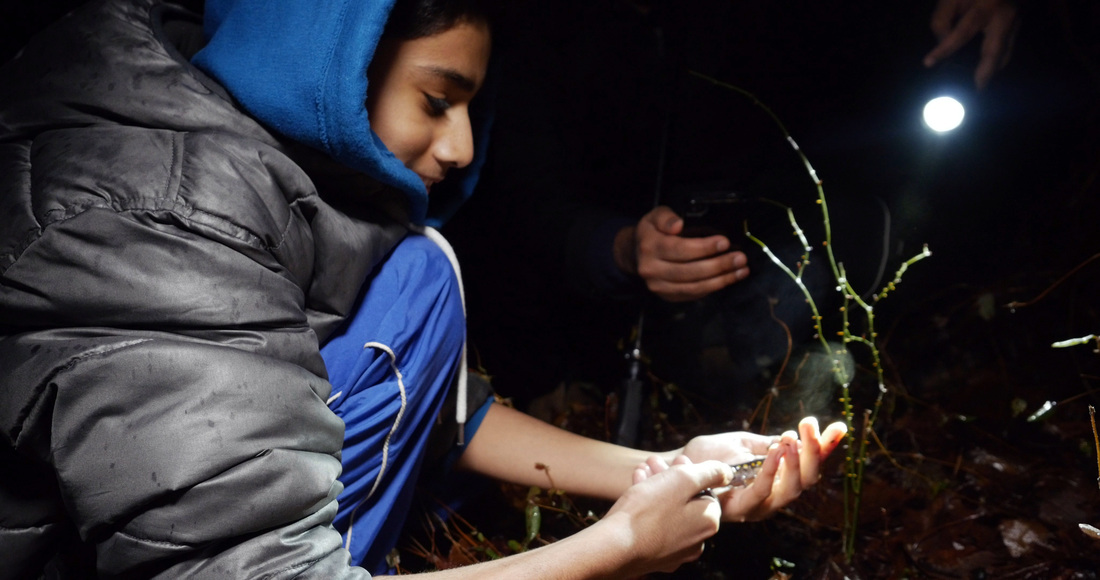A Beekman road spotted salamander encounter.