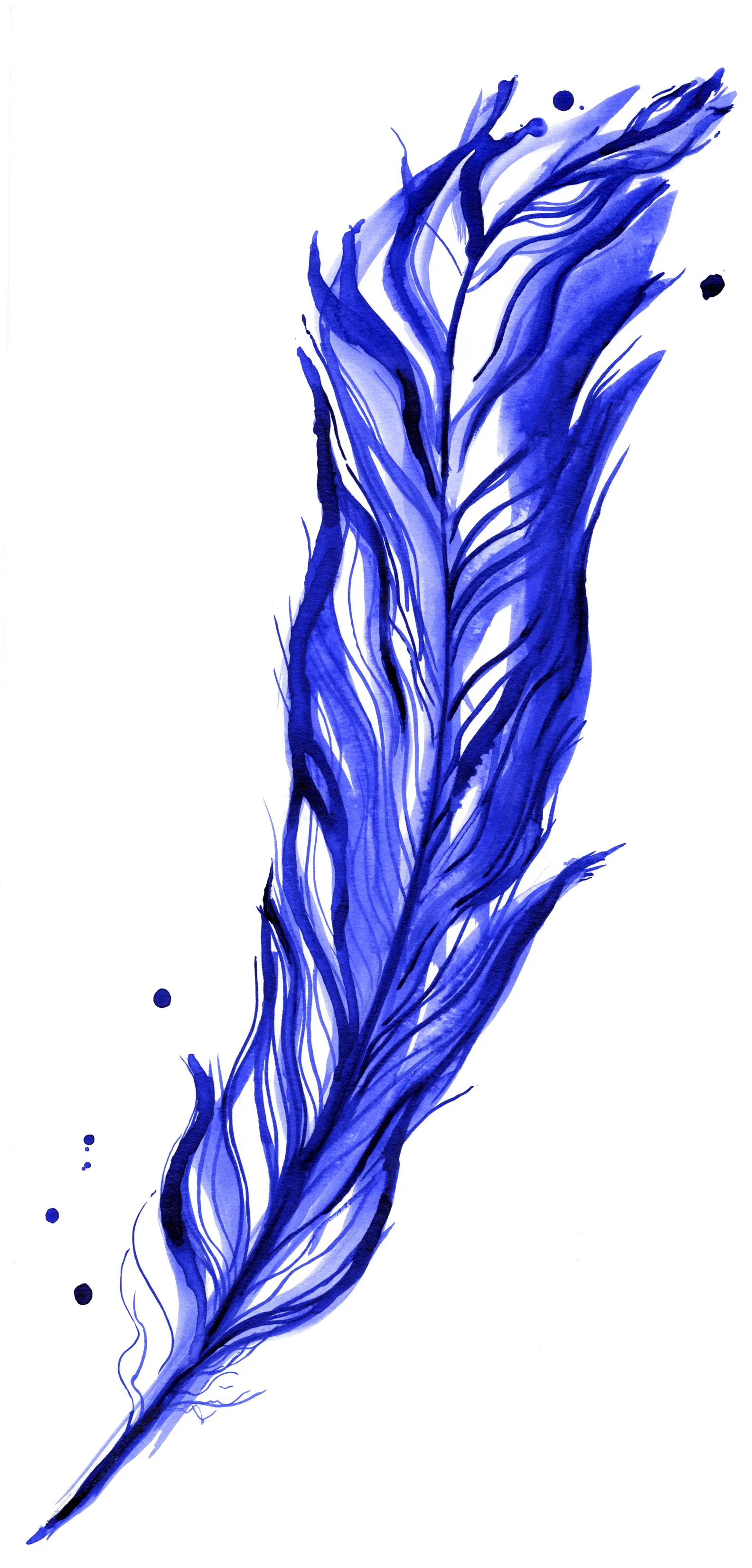 Blue Feather.jpg