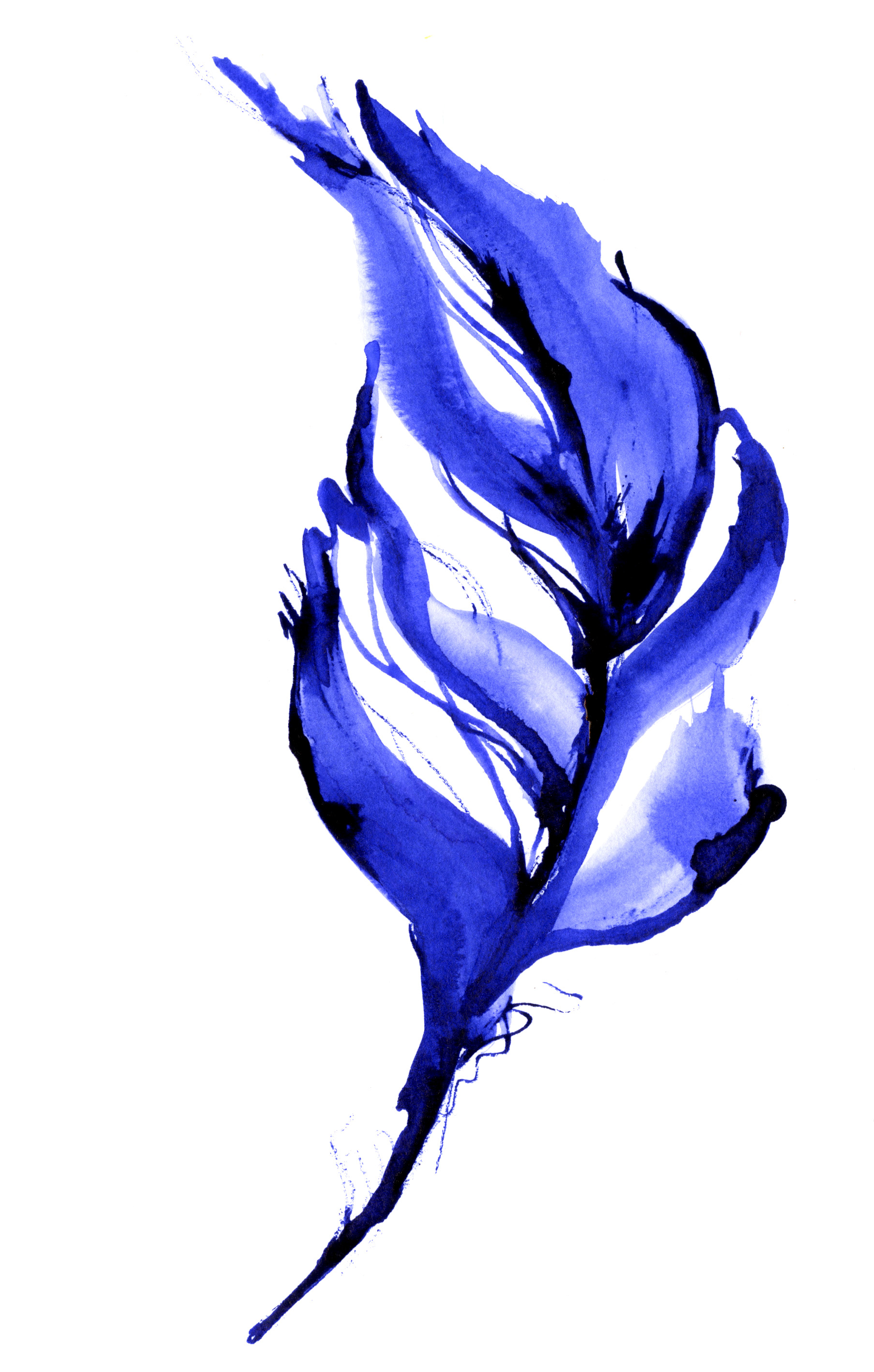 Feather-1.jpg