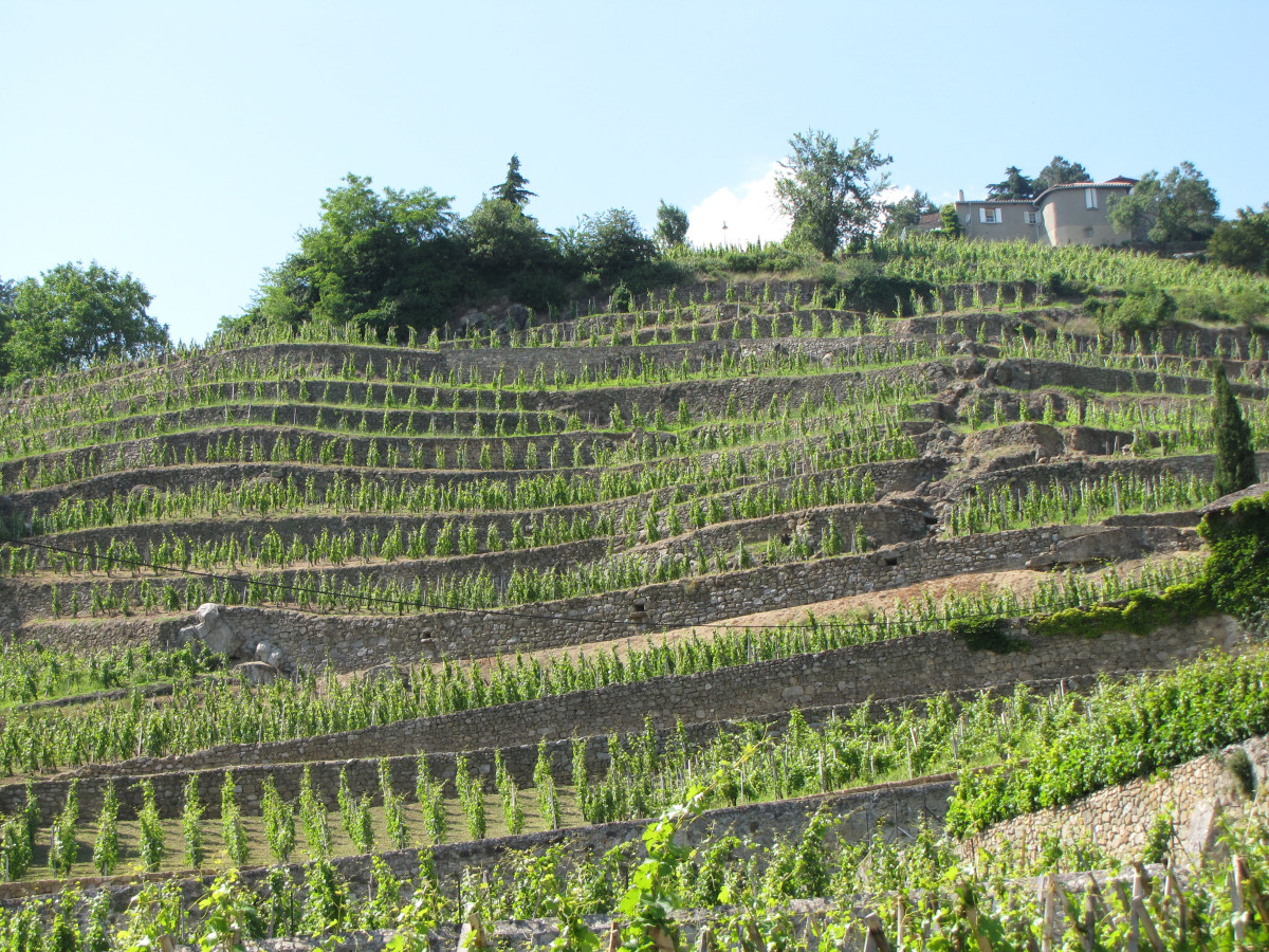 Like Viognier ? Love Condrieu