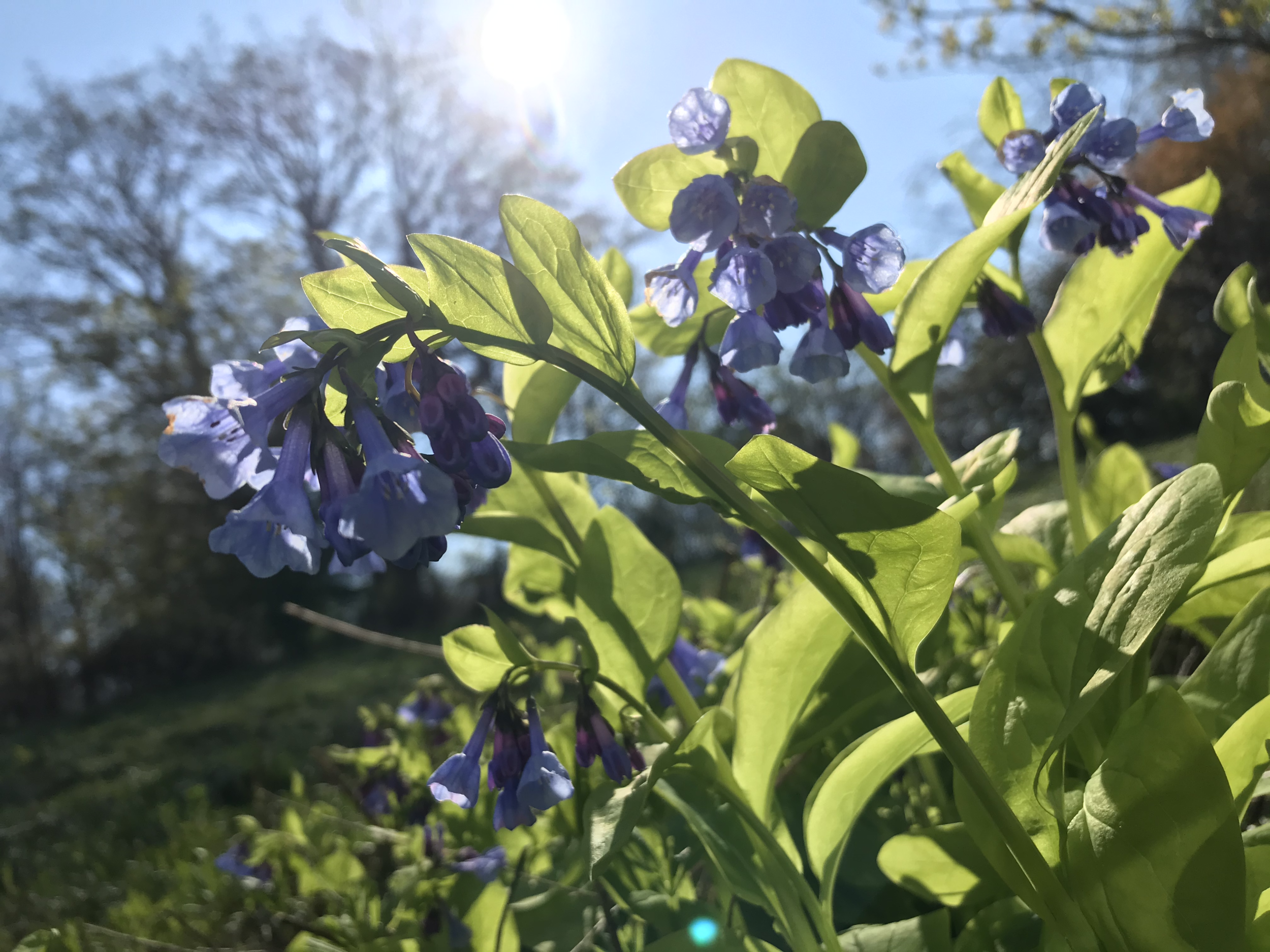purple flowers.png