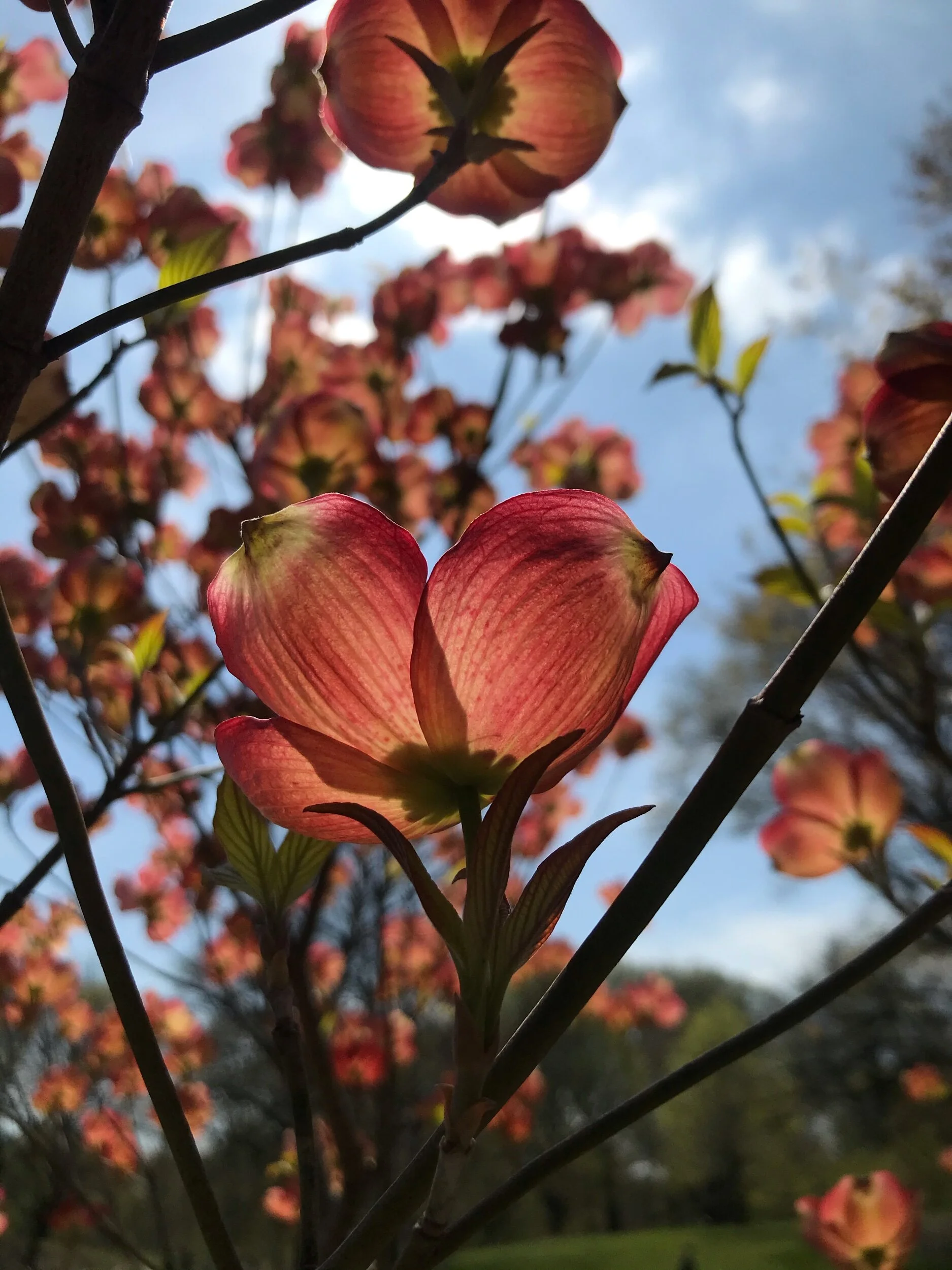  spring 2020: quarantine, with spring flowers 