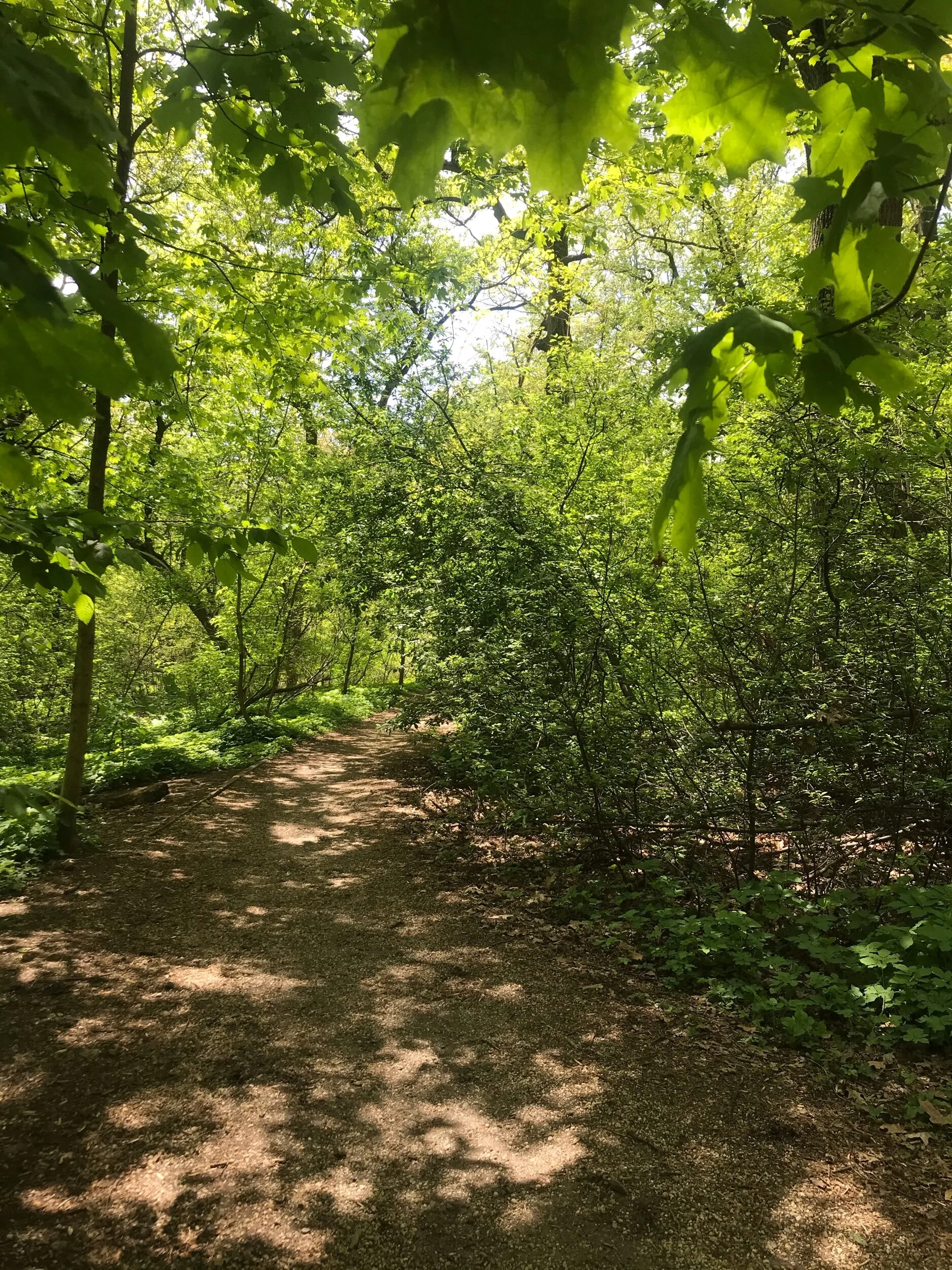   do I live in a forest? click for sounds from my stoop; image from the neighborhood park. (brooklyn, ny)  